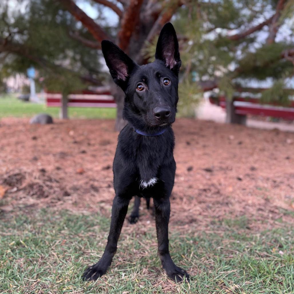 Annalise--In Foster***ADOPTION PENDING***, a Adoptable mixed breed in Fargo, ND image 2/6