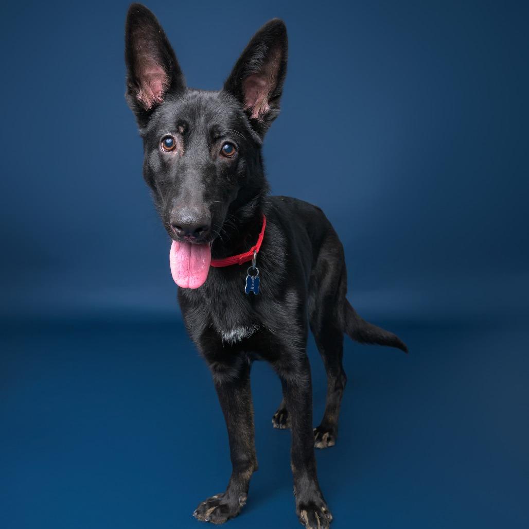 Annalise--In Foster***ADOPTION PENDING***, a Adoptable mixed breed in Fargo, ND image 3/6