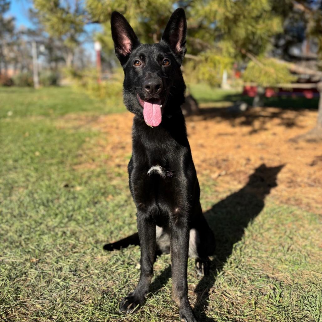 Annalise--In Foster***ADOPTION PENDING***, a Adoptable mixed breed in Fargo, ND image 4/6