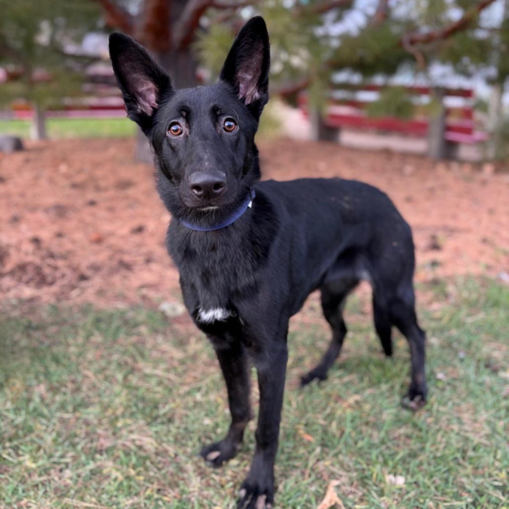 Annalise--In Foster***ADOPTION PENDING***, a Adoptable mixed breed in Fargo, ND image 5/6