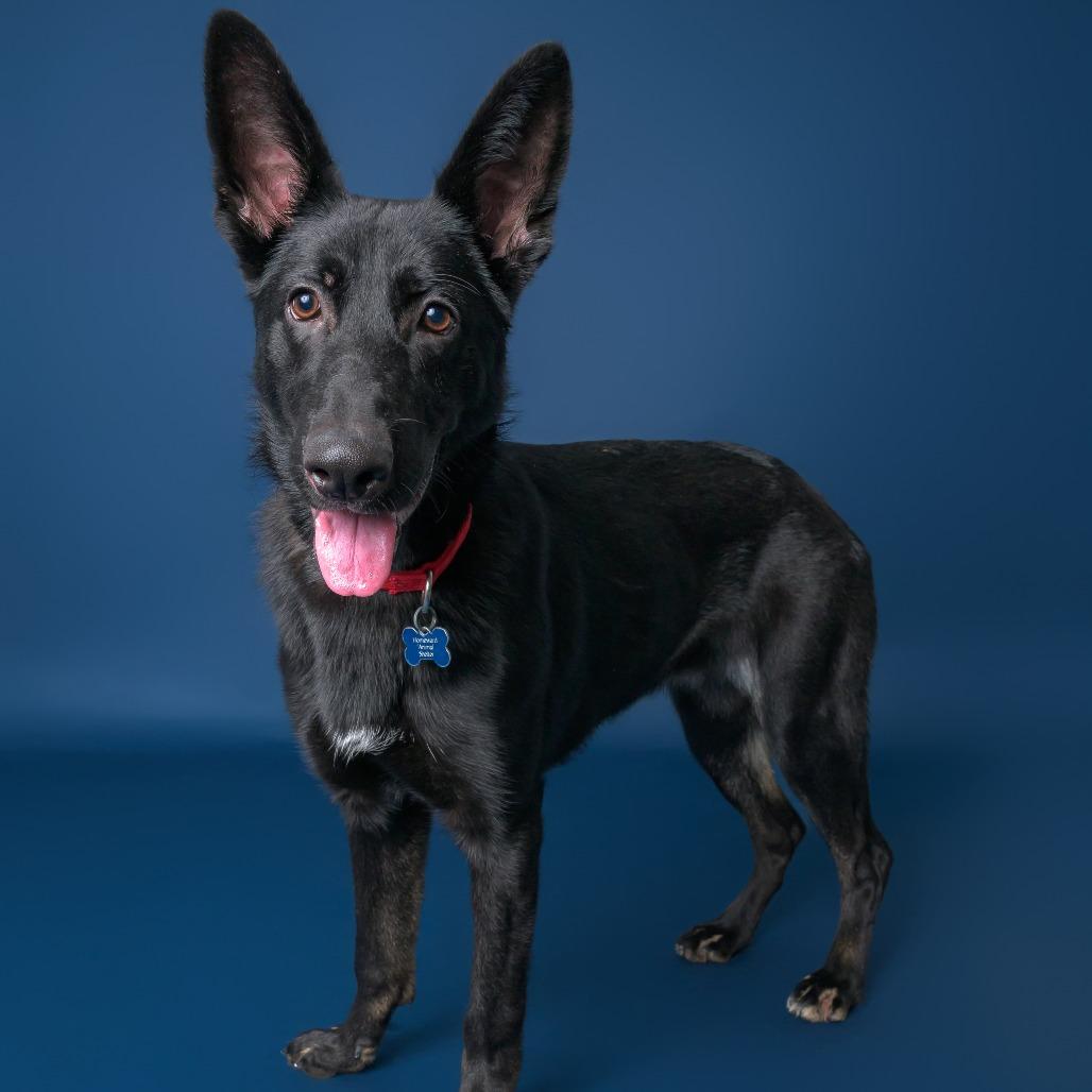 Annalise--In Foster***ADOPTION PENDING***, a Adoptable mixed breed in Fargo, ND image 6/6