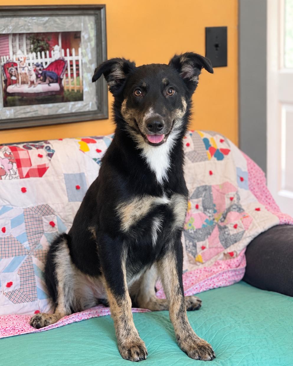 Pipit Lonestar, Adoptable, Puppy Female Shepherd.