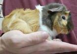 Enlarge Costello, a Adoptable Guinea Pig in McCook, NE image 2/2