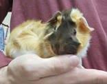 Enlarge Costello, a Adoptable Guinea Pig in McCook, NE image 1/2
