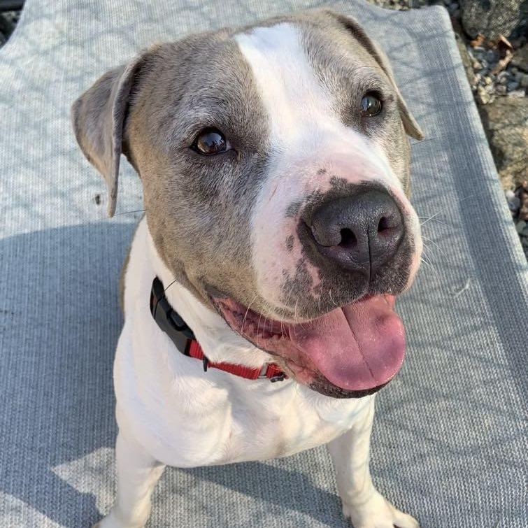 Sky, Young Female Mixed Breed