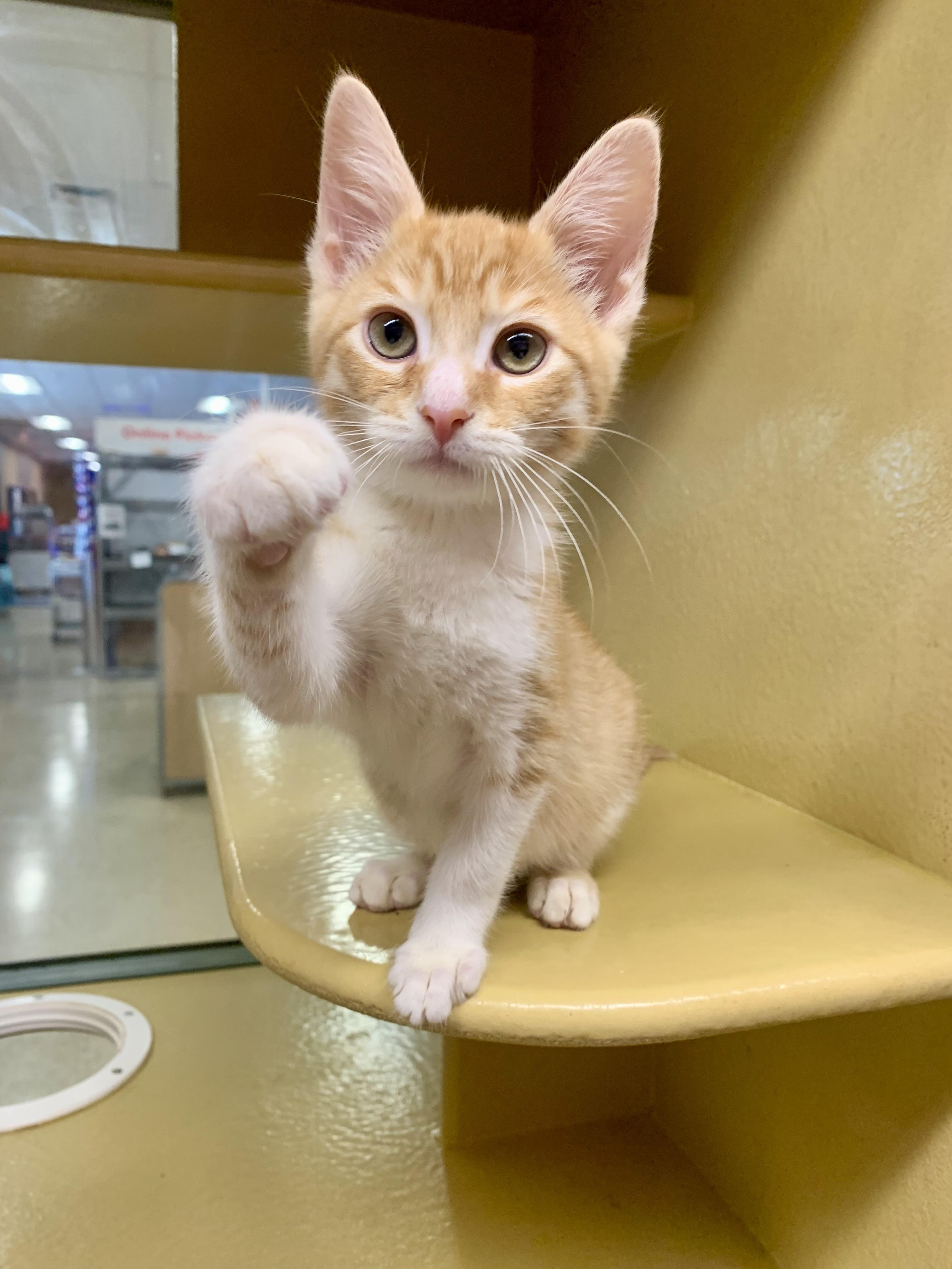 Cheddar, an adopted mixed breed in San Jose, CA image 3/4