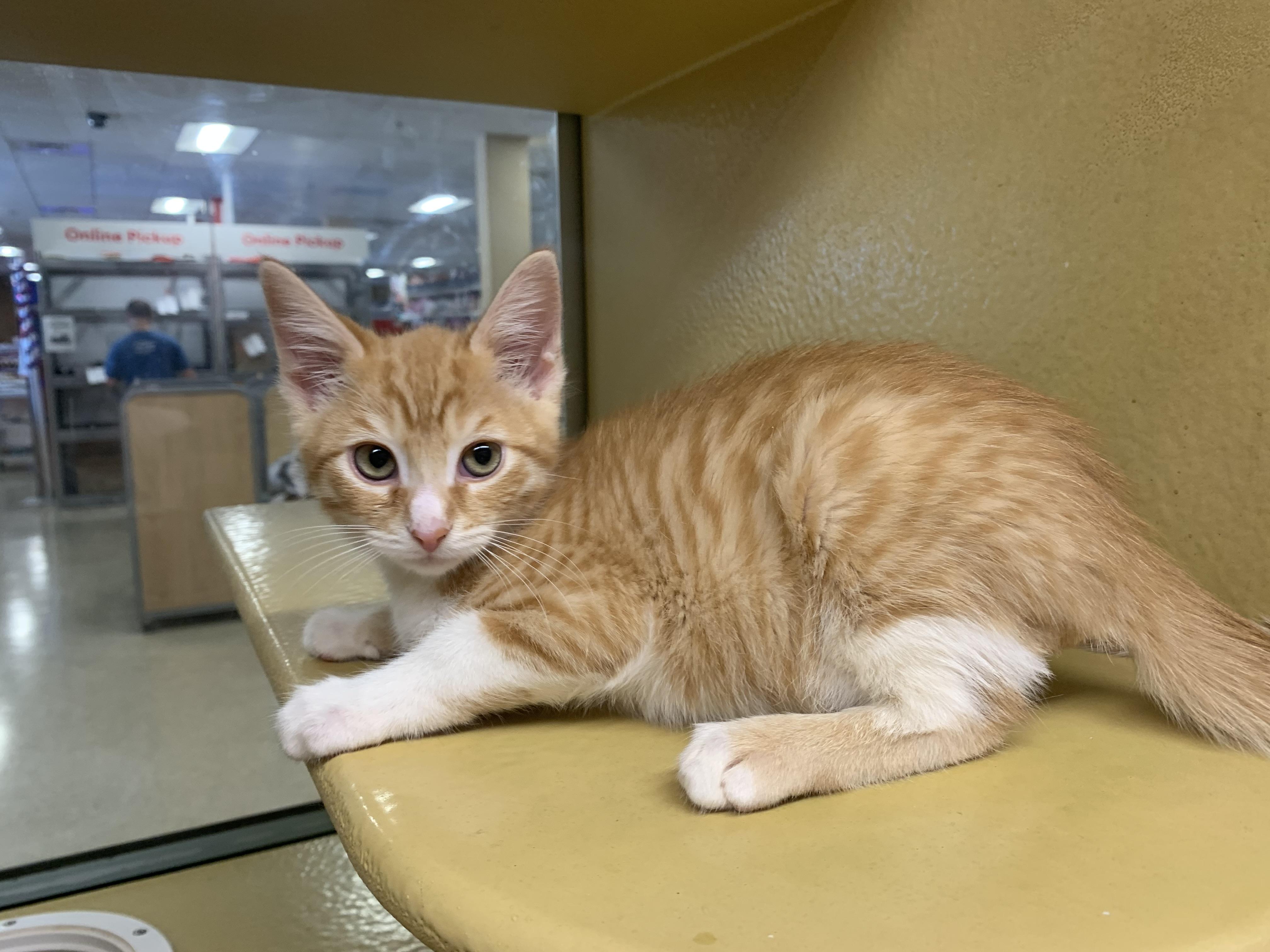 Cheddar, an adopted mixed breed in San Jose, CA image 2/4
