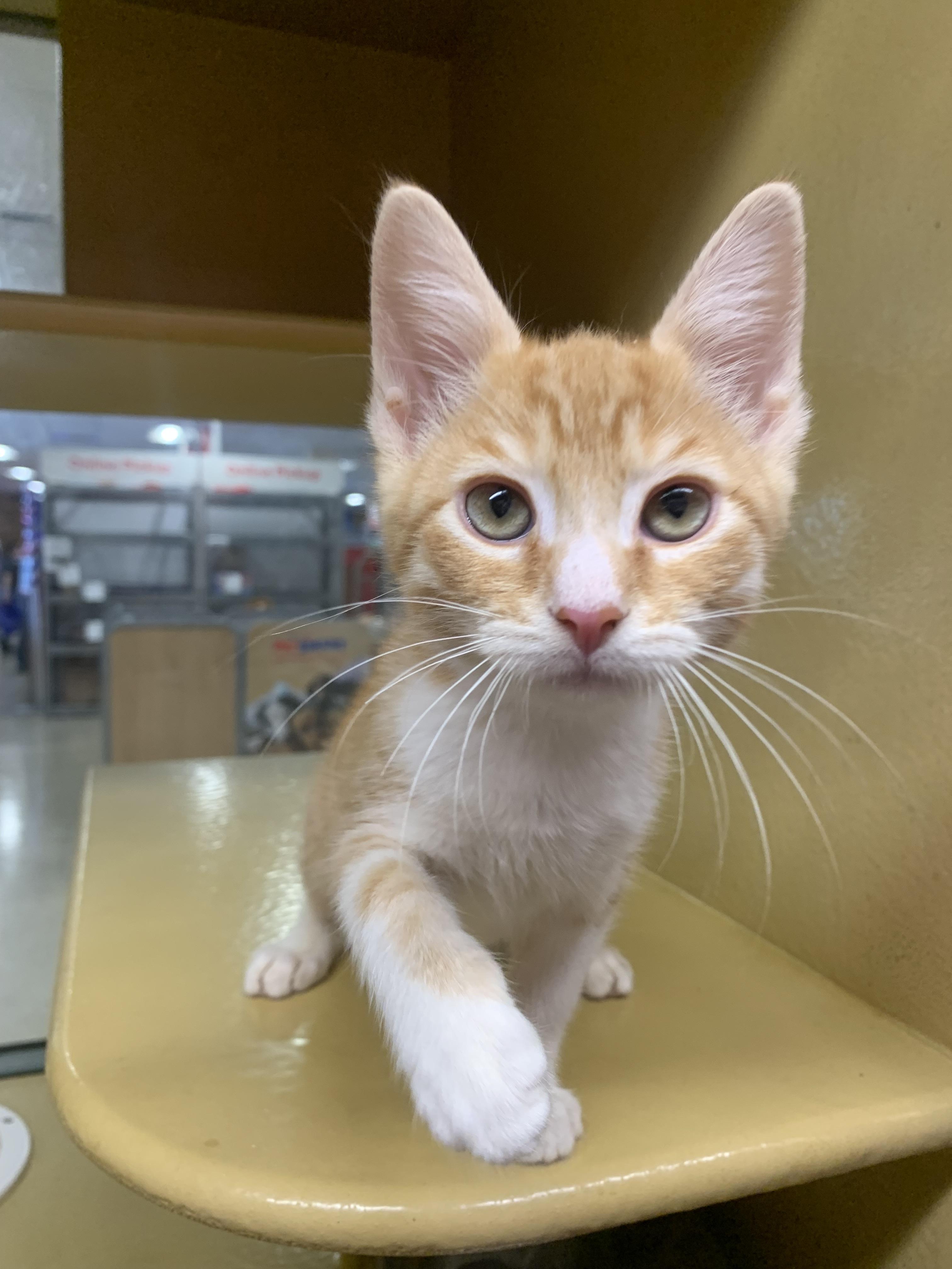 Cheddar, an adopted mixed breed in San Jose, CA image 4/4
