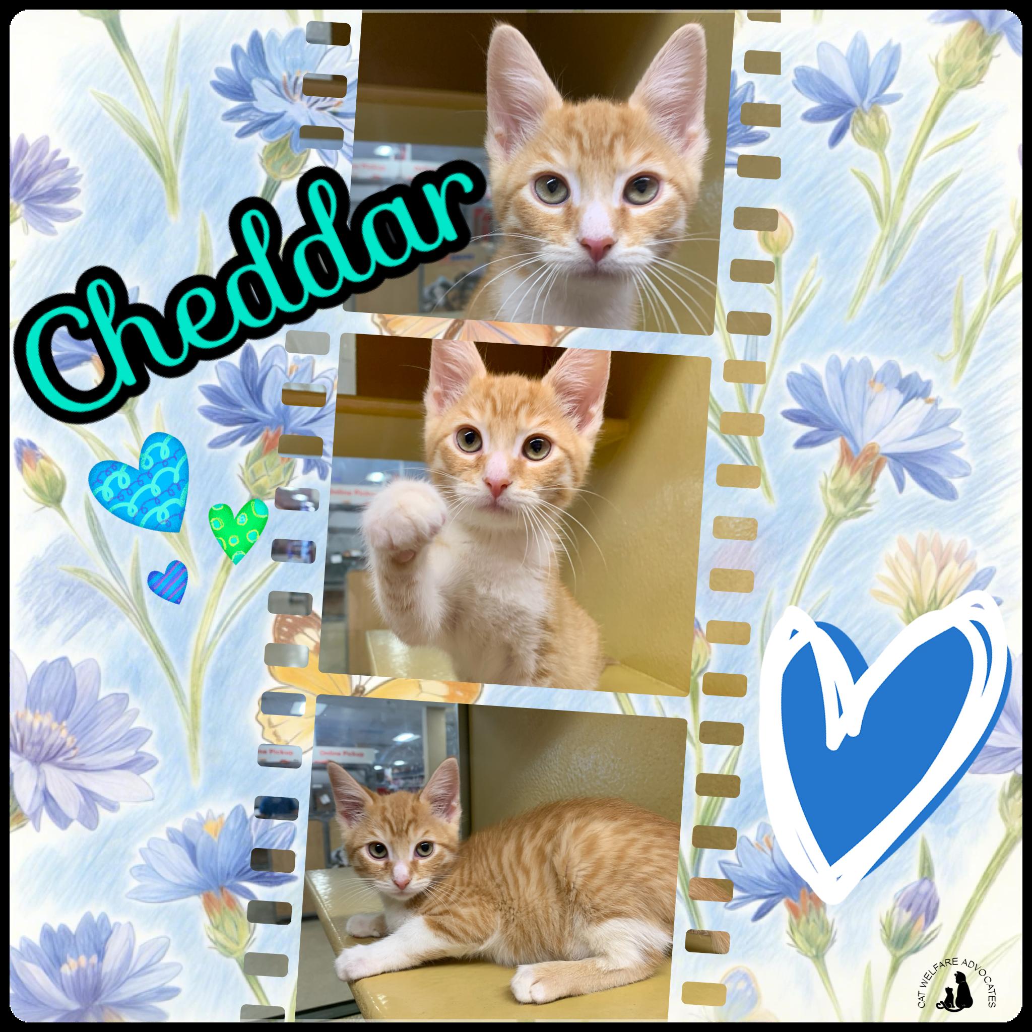 Cheddar, adopted, Young Male Domestic Short Hair.