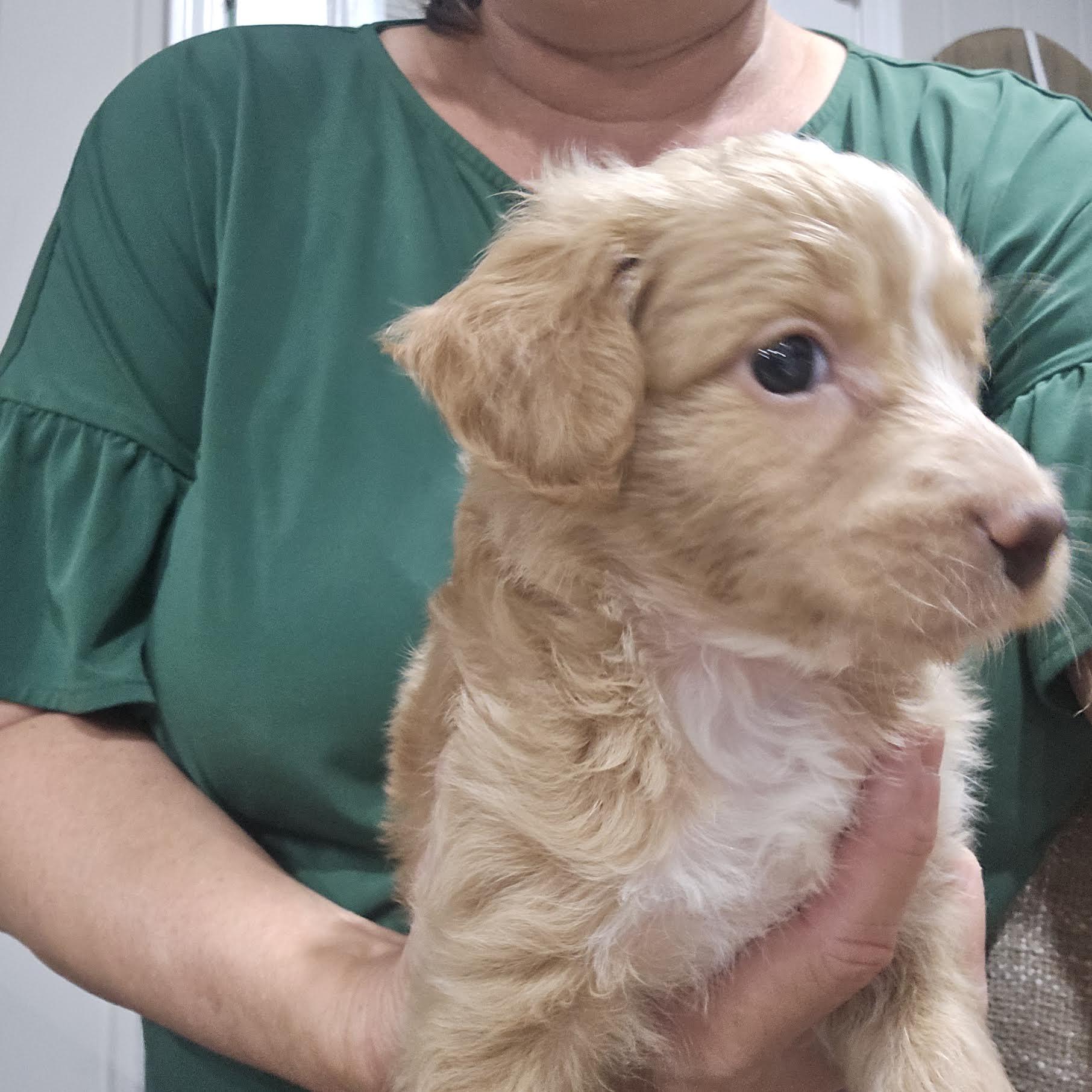 Enlarge Sanford, a Adopted mixed breed in Cumming, GA image 2/2