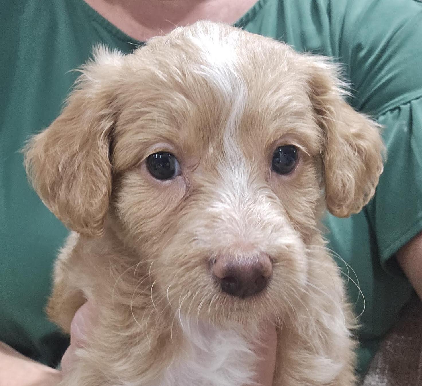 Enlarge Sanford, a Adopted mixed breed in Cumming, GA image 1/2