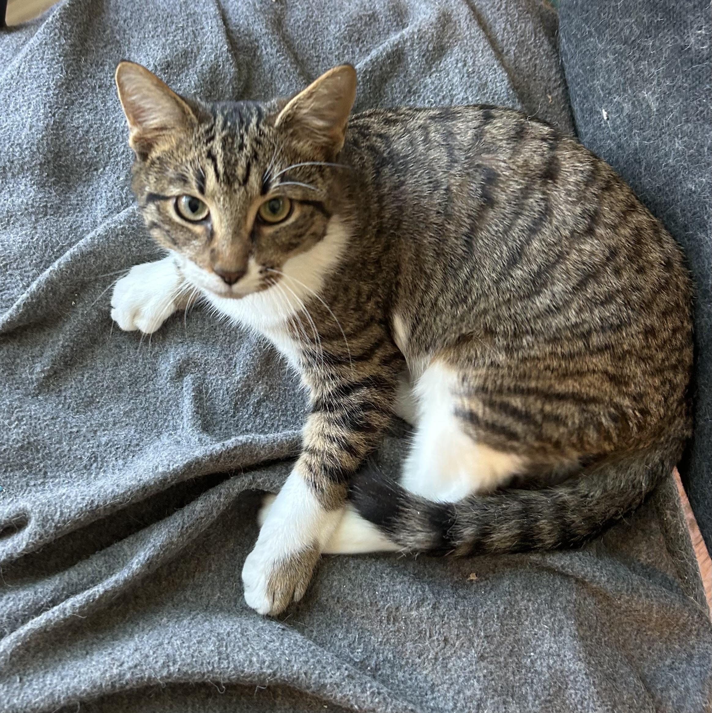 Liam, Adoptable, Young Male Tabby.