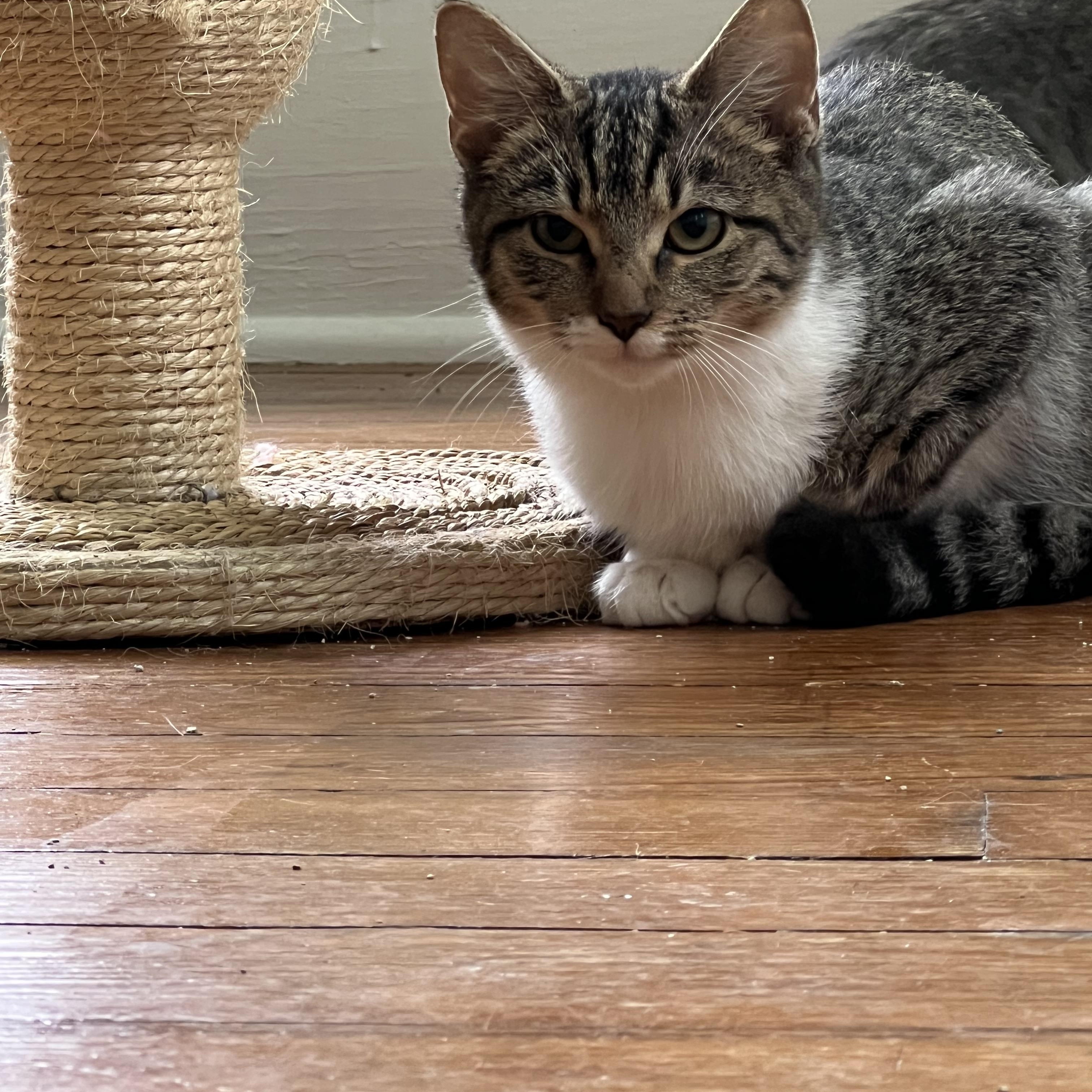 Enlarge Liam, a Adoptable Tabby in Oriental , NC image 5/6