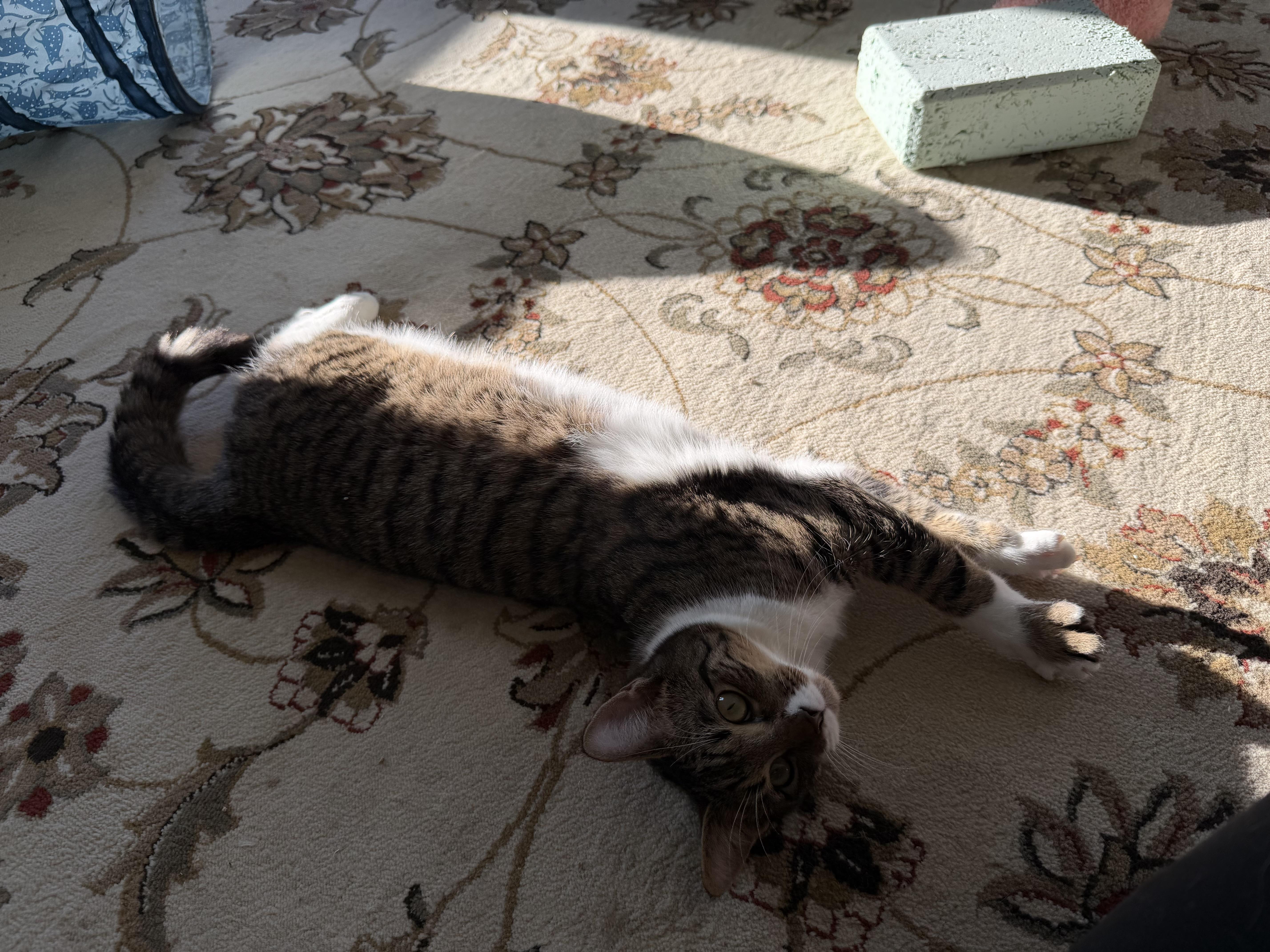 Enlarge Liam, a Adoptable Tabby in Oriental , NC image 6/6