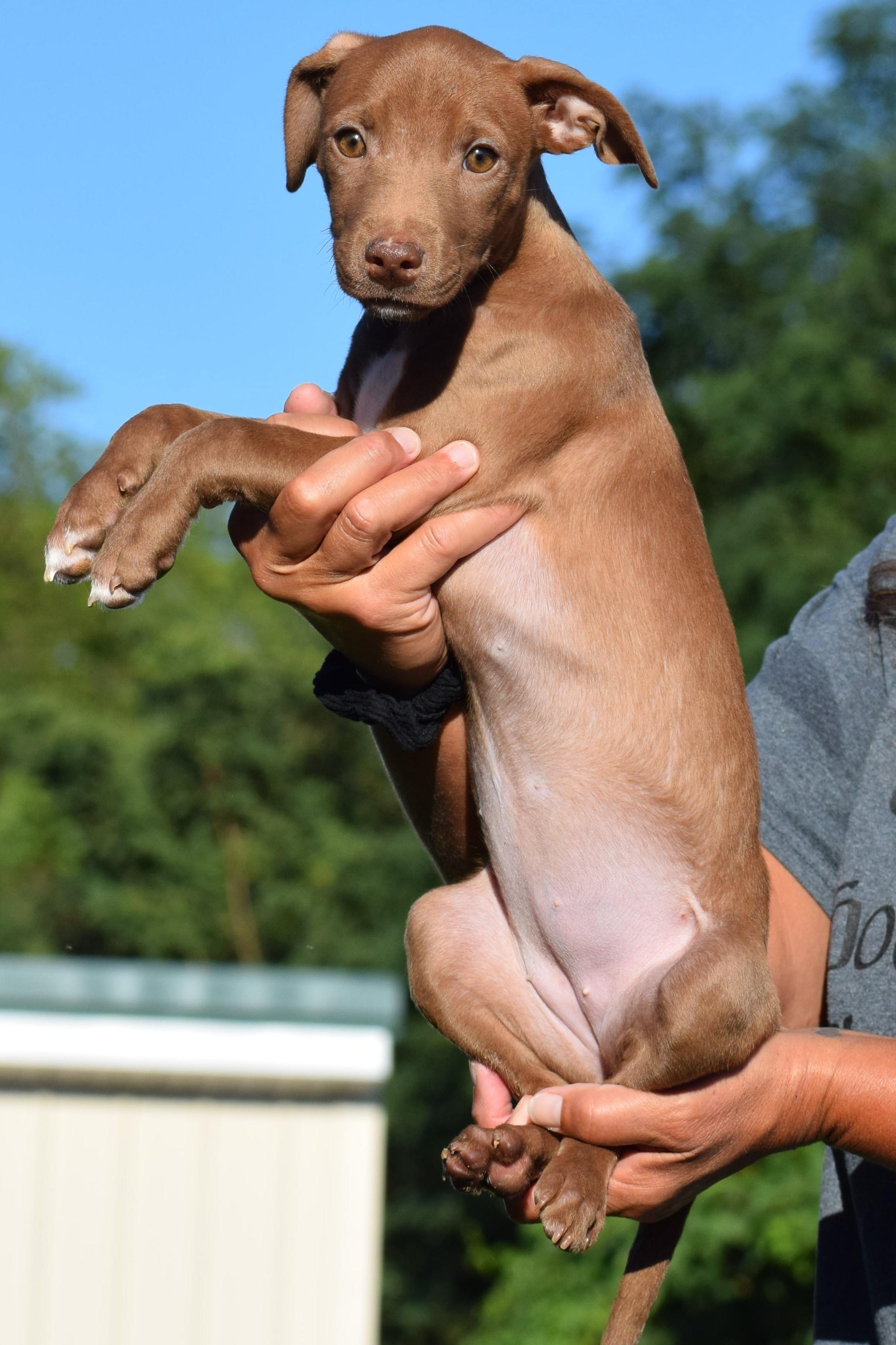 Enlarge Maple-Available www.lhar.dog to apply, a Adoptable mixed breed in Frederick, MD image 4/6