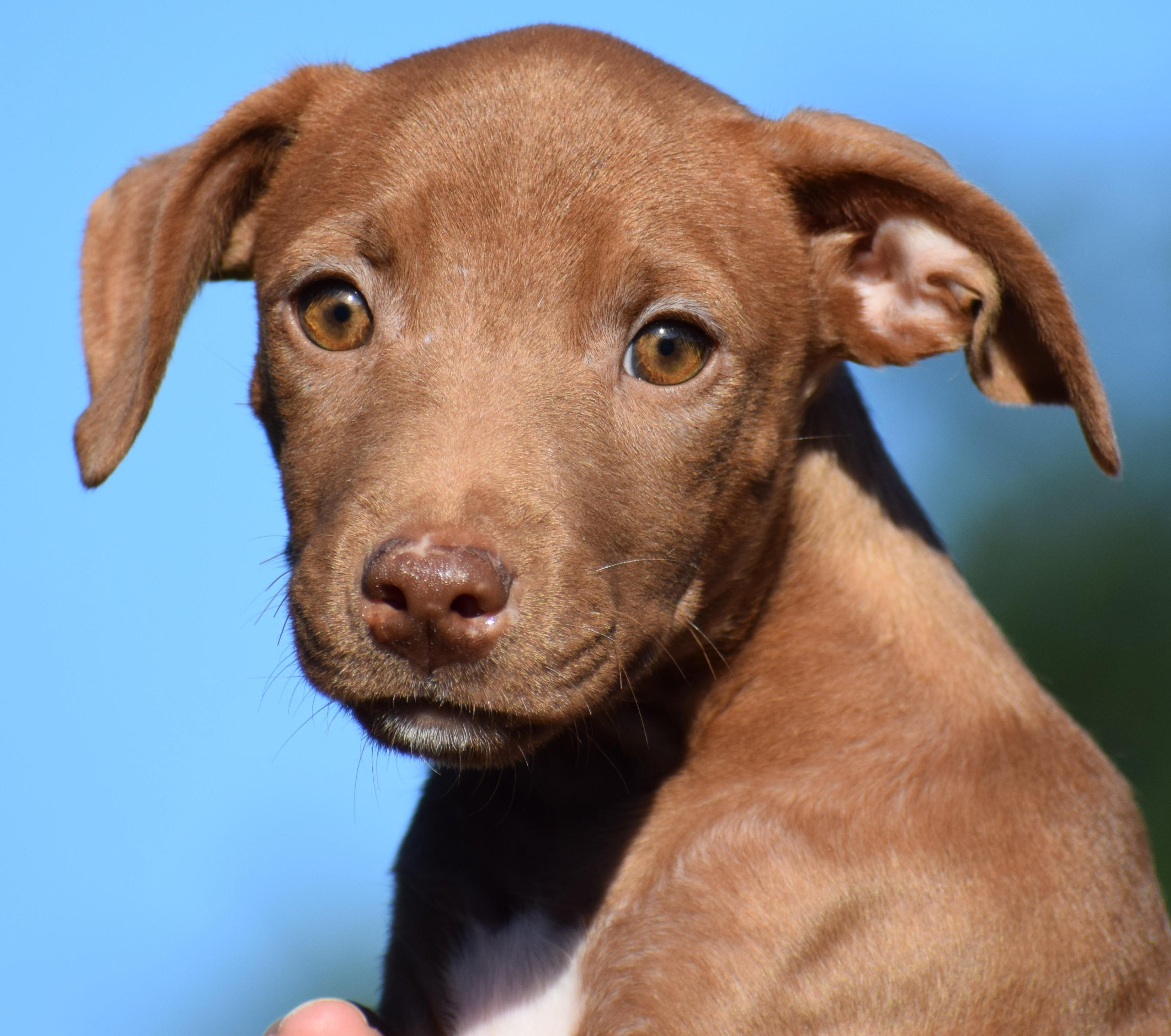 Enlarge Maple-Available www.lhar.dog to apply, a Adoptable mixed breed in Frederick, MD image 2/6