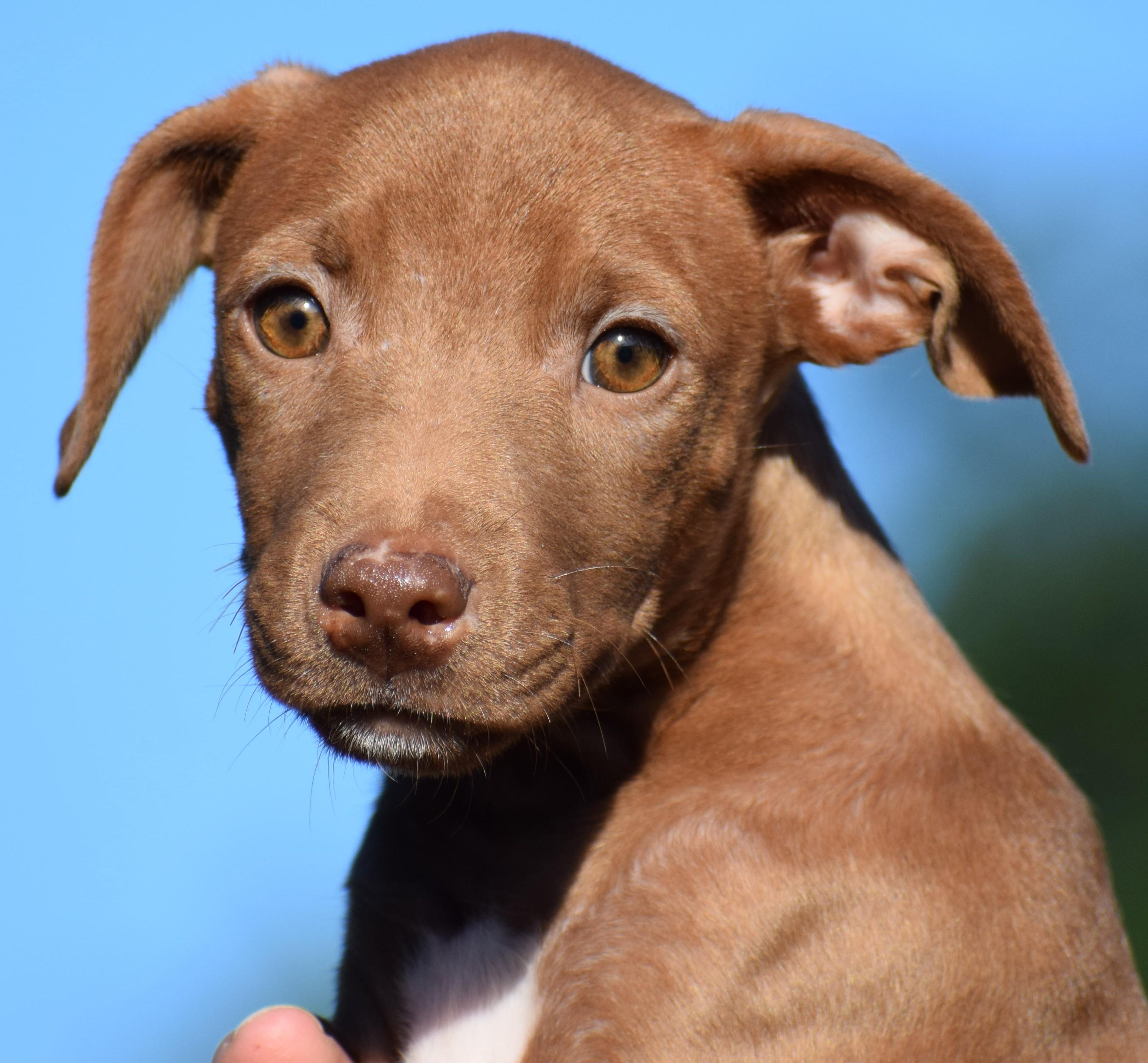 Maple-Available www.lhar.dog to apply, Adoptable, Puppy Female Wirehaired Terrier & Cattle Dog.