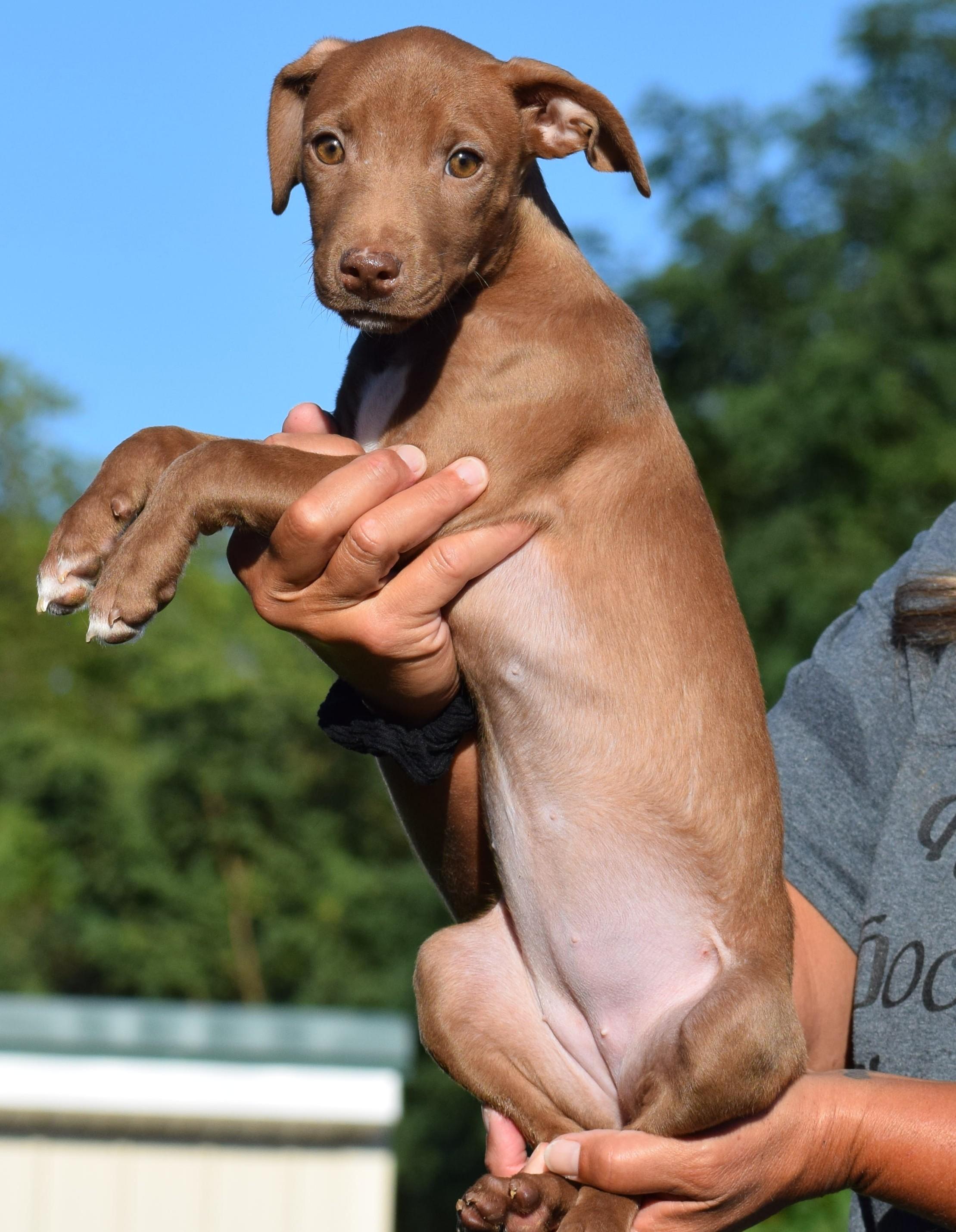 Enlarge Maple-Available www.lhar.dog to apply, a Adoptable mixed breed in Frederick, MD image 5/6