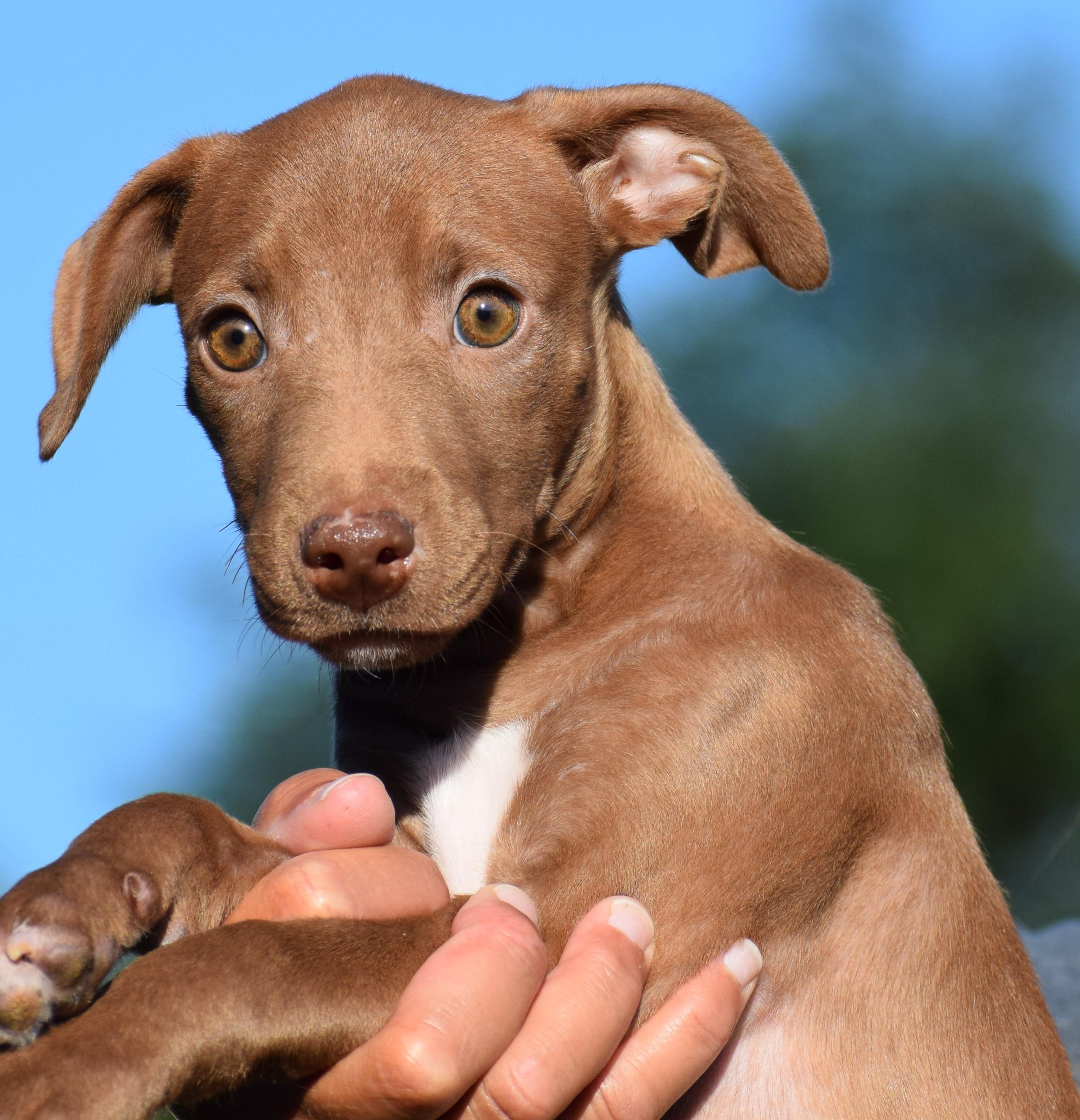 Enlarge Maple-Available www.lhar.dog to apply, a Adoptable mixed breed in Frederick, MD image 6/6