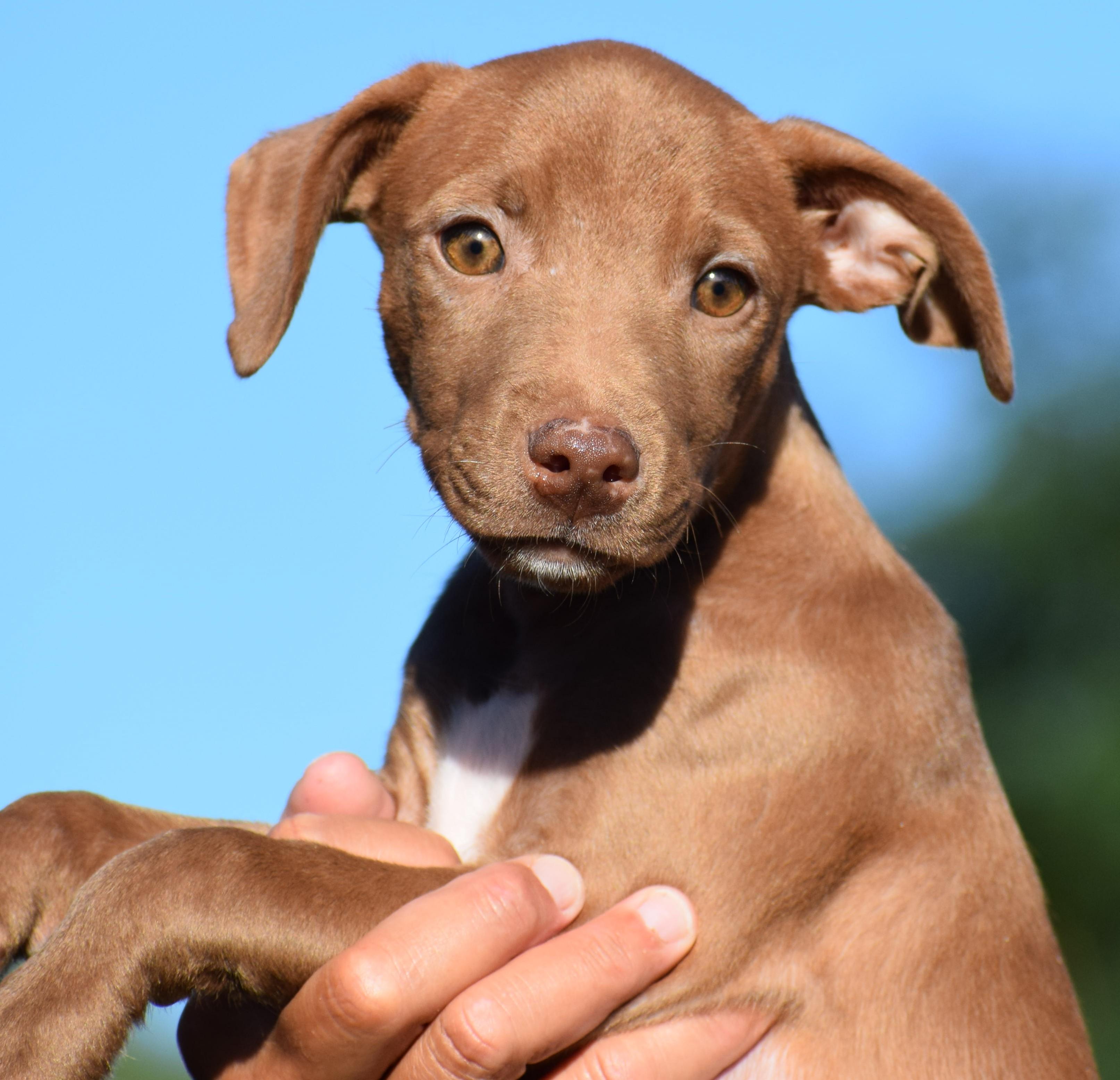 Enlarge Maple-Available www.lhar.dog to apply, a Adoptable mixed breed in Frederick, MD image 3/6