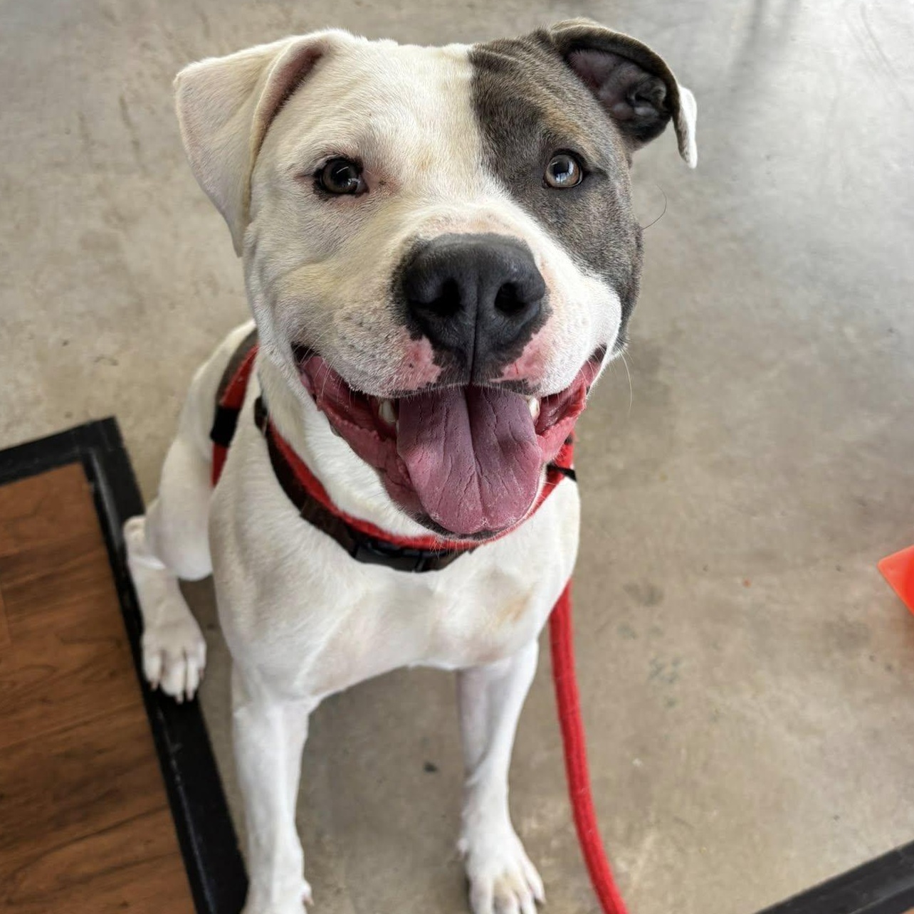 Scott, a ADOPTABLE Terrier in North Syracuse, NY image 2/6