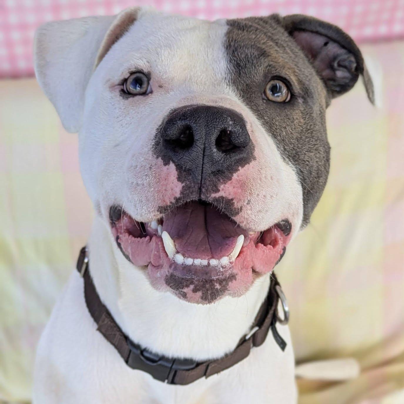Scott, ADOPTABLE, Young Male Terrier.