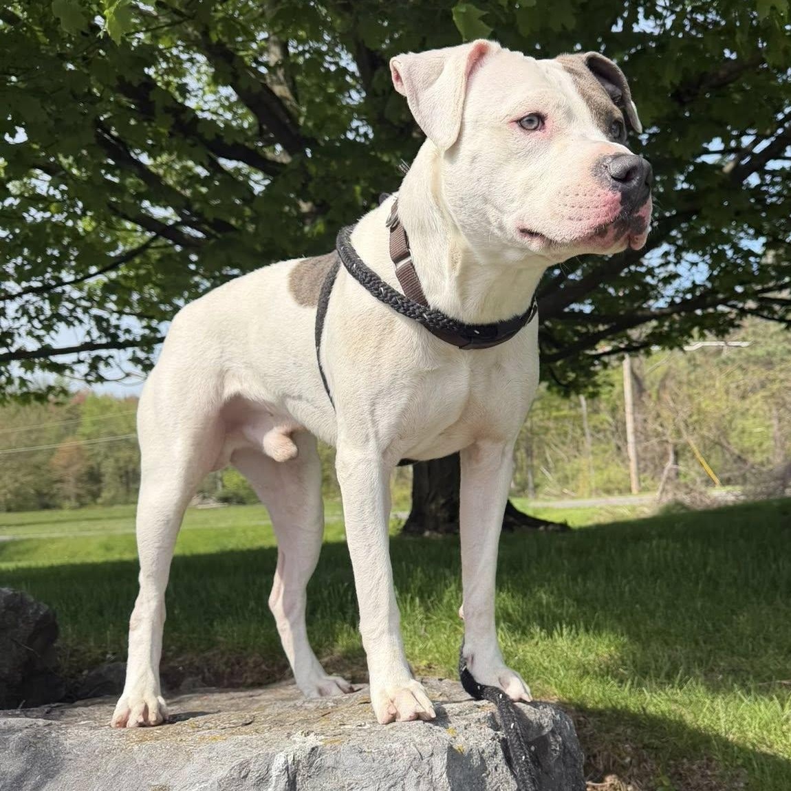 Scott, a ADOPTABLE Terrier in North Syracuse, NY image 4/6