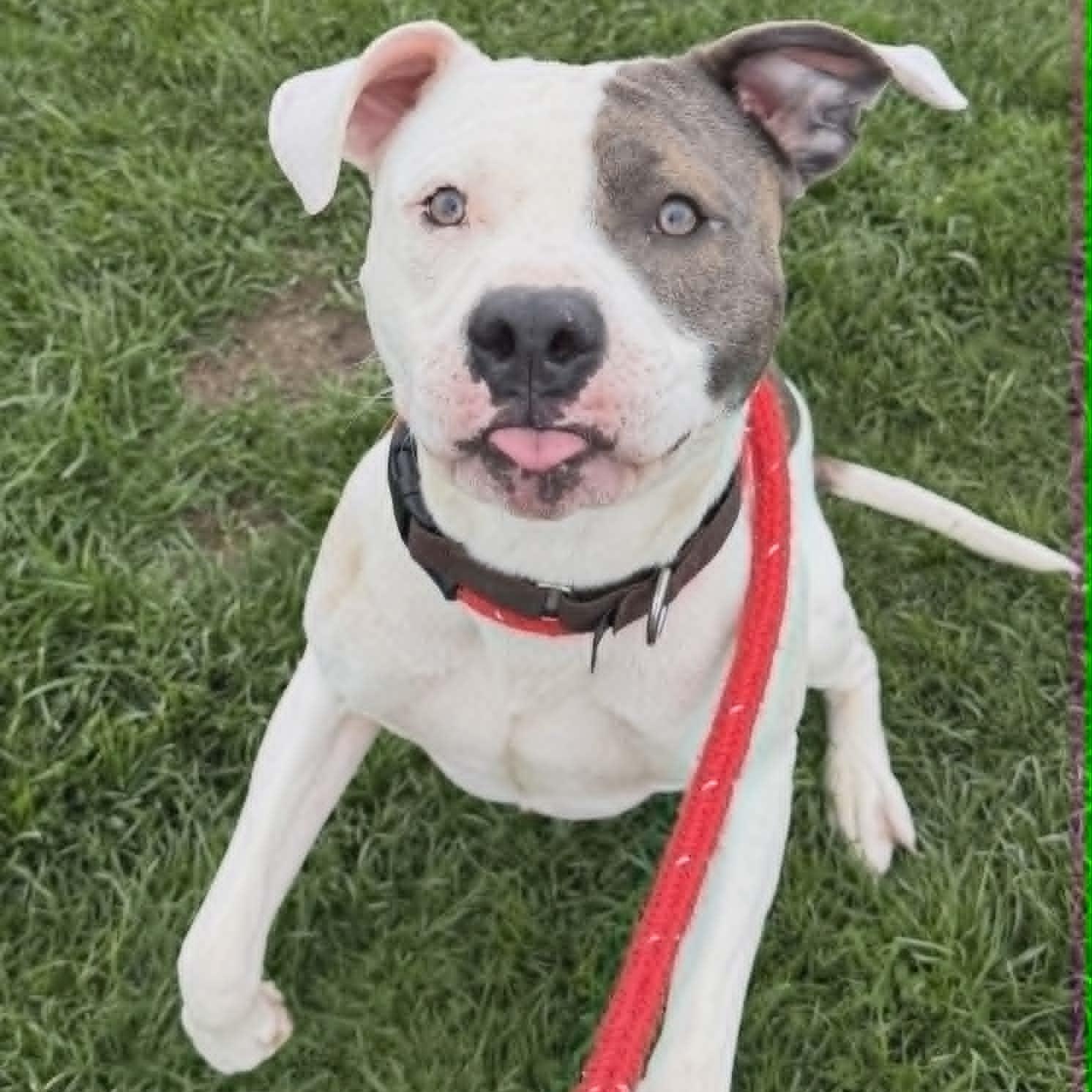 Scott, a ADOPTABLE Terrier in North Syracuse, NY image 3/6