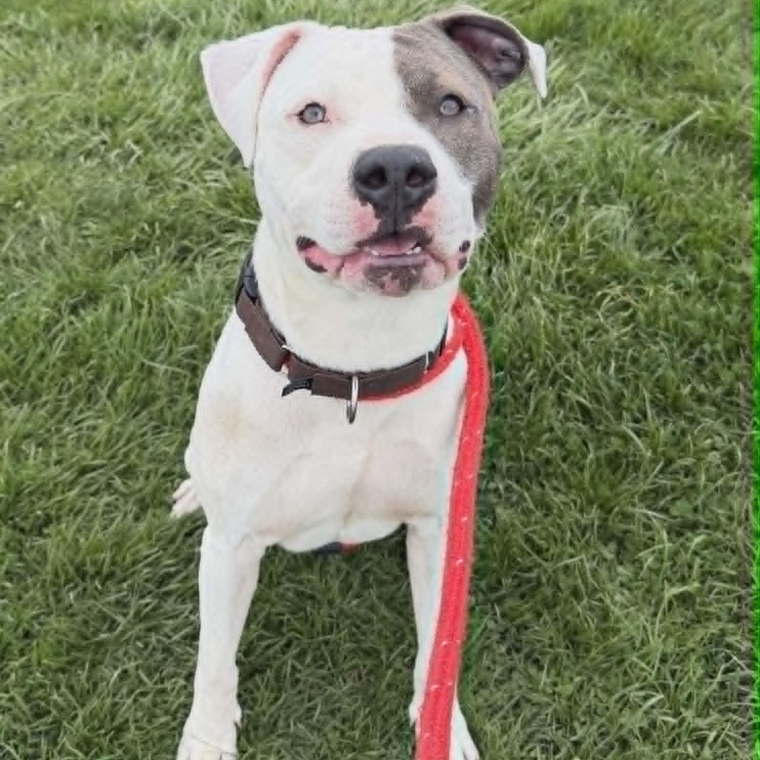 Scott, a ADOPTABLE Terrier in North Syracuse, NY image 5/6
