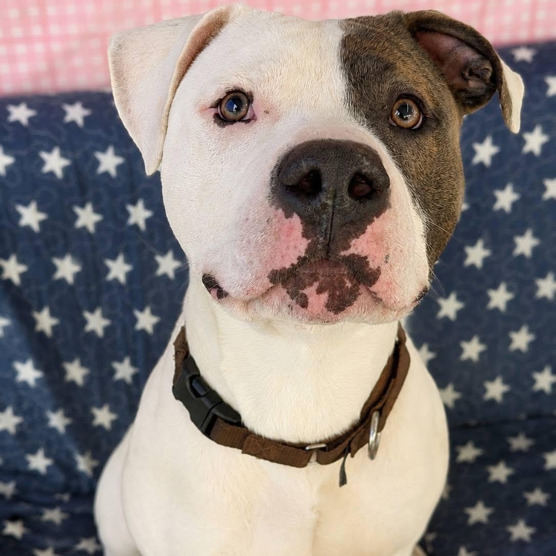 Scott, a ADOPTABLE Terrier in North Syracuse, NY image 6/6