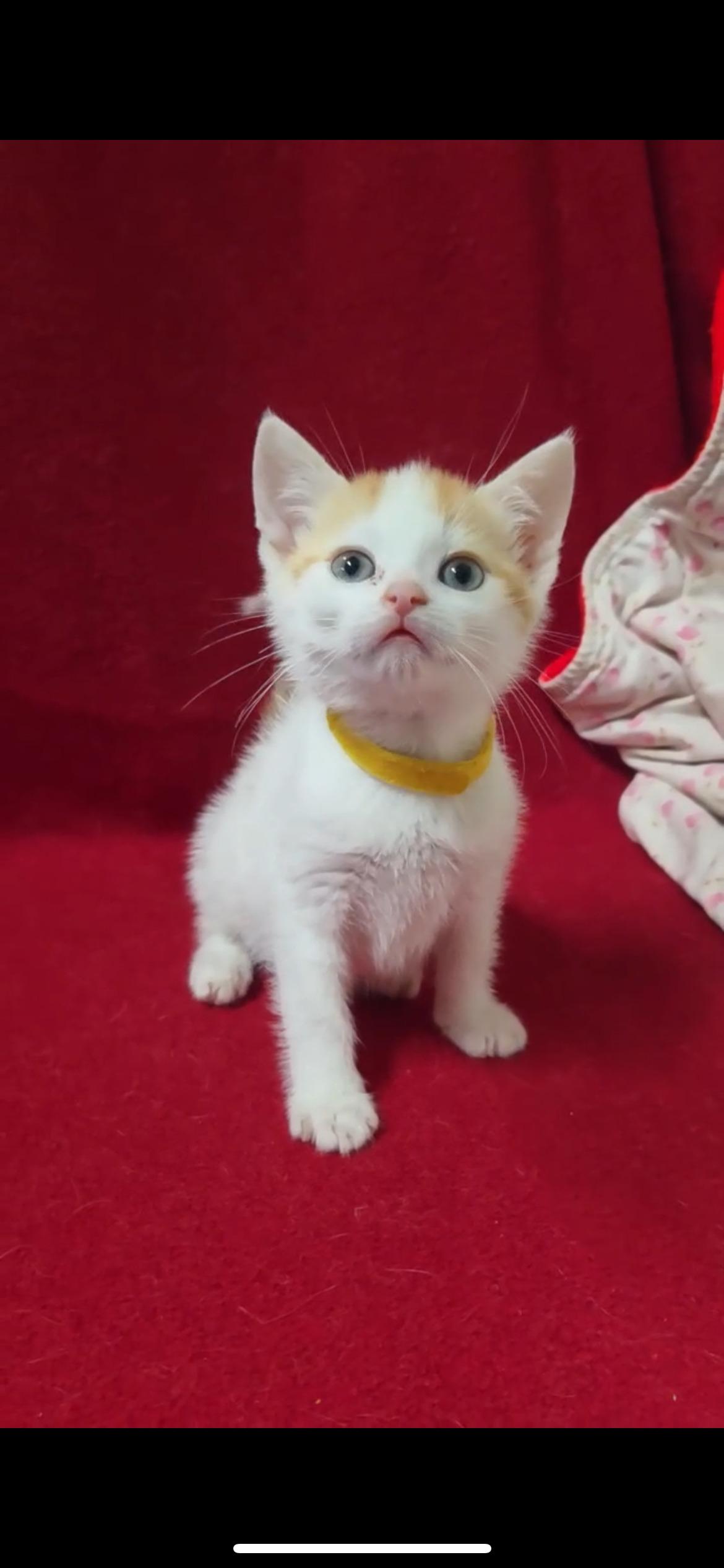 Enlarge SHE-RA, a Adopted Domestic Short Hair in Tillsonburg, ON image 2/3