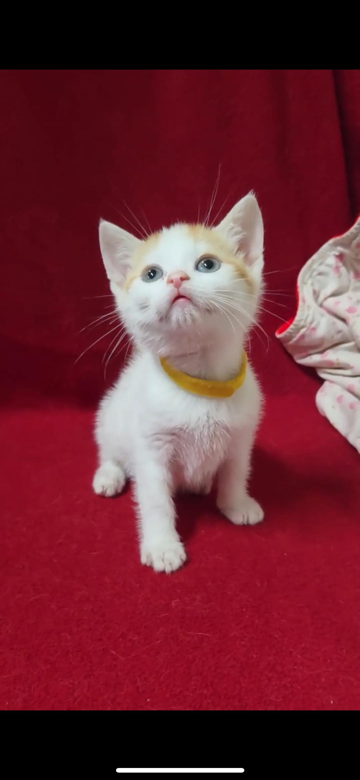 Enlarge SHE-RA, a Adopted Domestic Short Hair in Tillsonburg, ON image 3/3