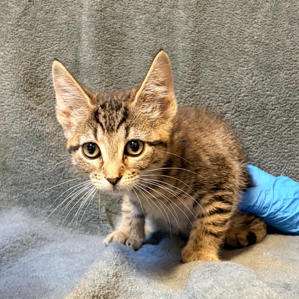 Myrtle Beach - 1020 Artworks Studio, Adoptable, Kitten Female Domestic Short Hair.