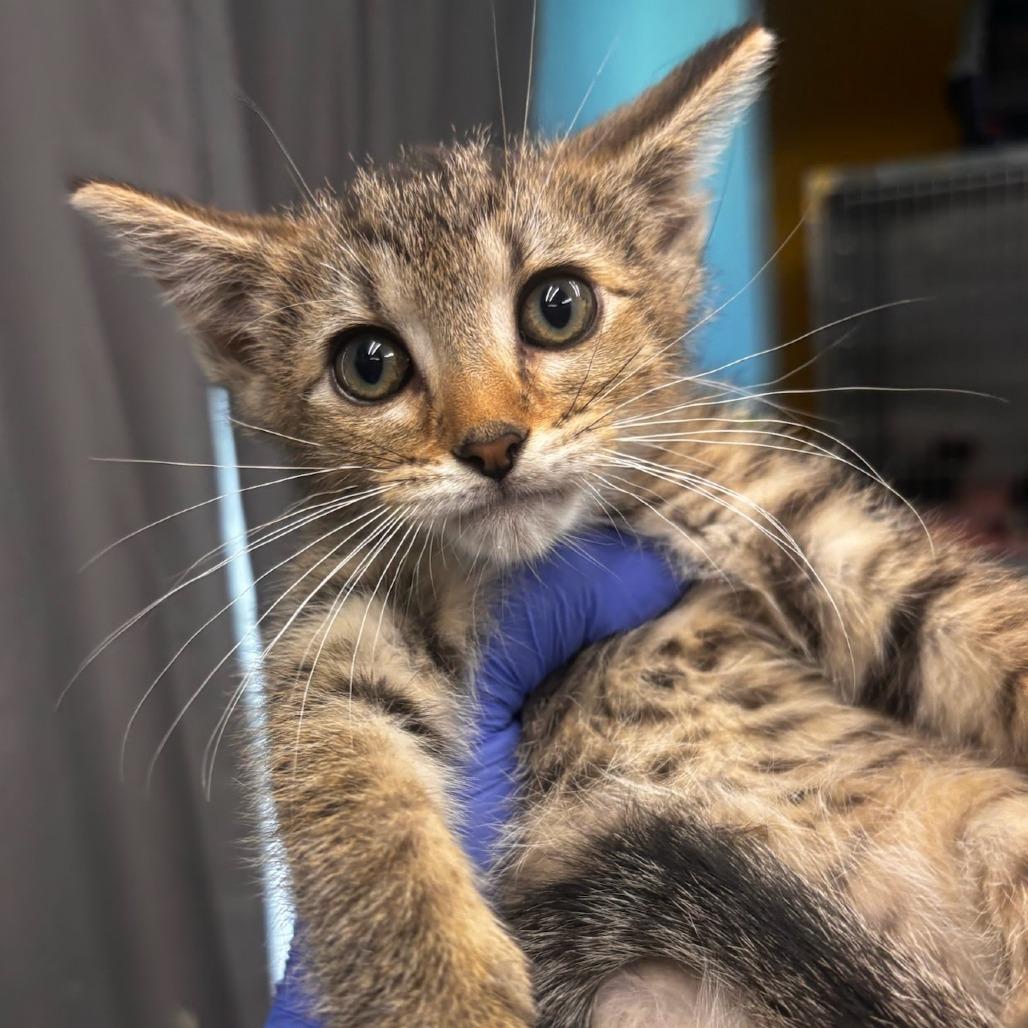 Enlarge Myrtle Beach - 1020 Artworks Studio, a Adoptable Domestic Short Hair in Belleville, IL image 2/3