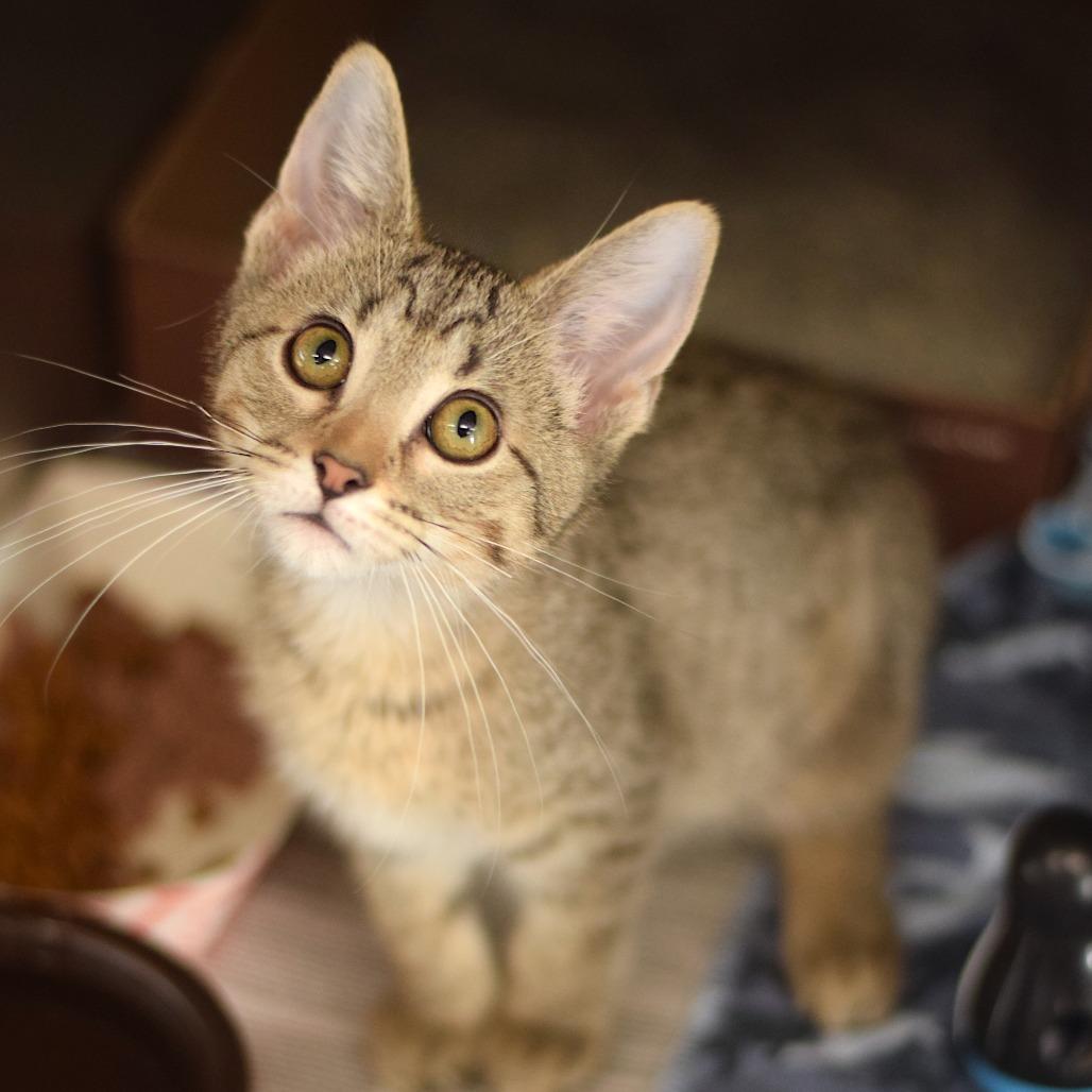 Enlarge Myrtle Beach - 1020 Artworks Studio, a Adoptable Domestic Short Hair in Belleville, IL image 3/3