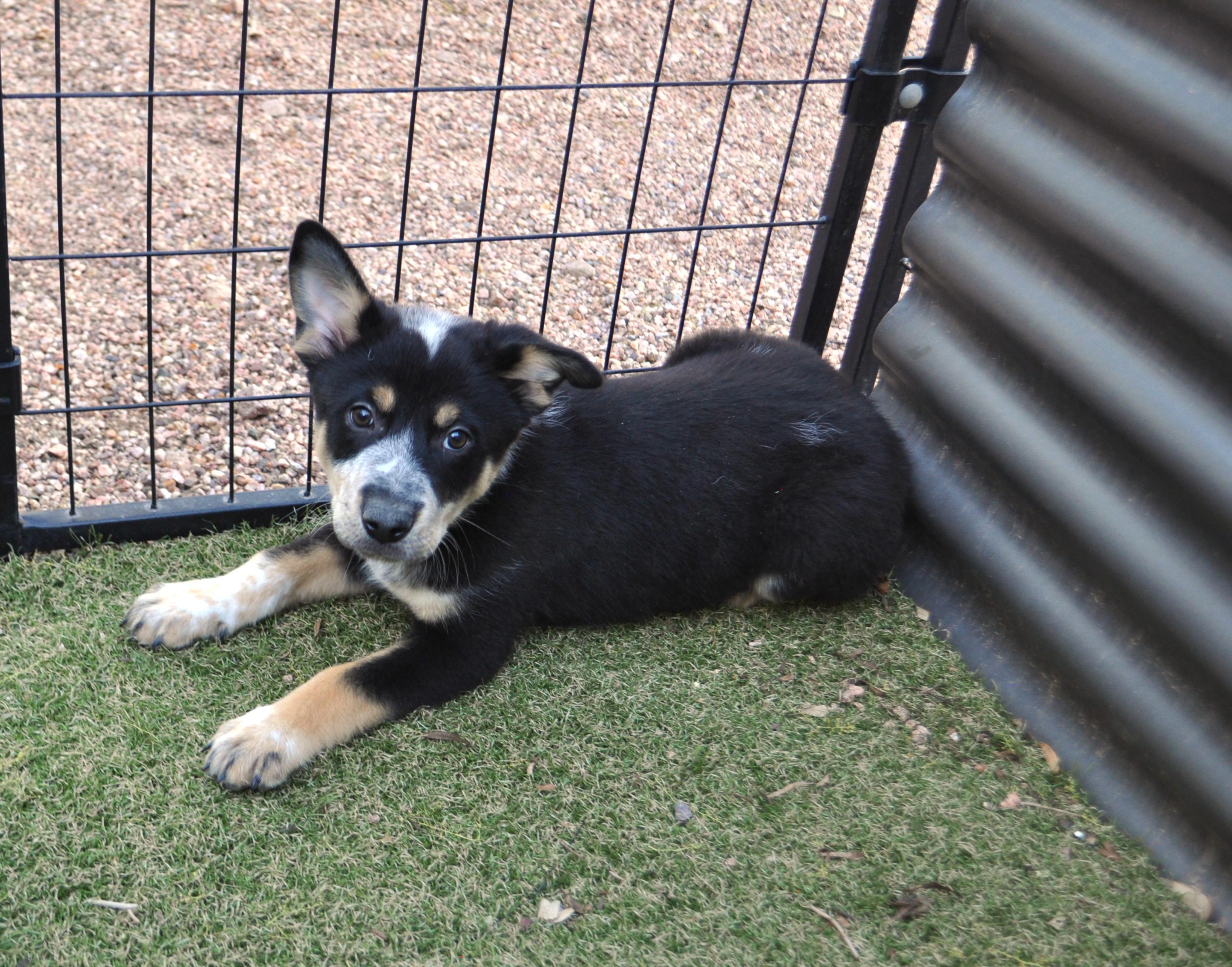 Enlarge Photon, a ADOPTABLE mixed breed in Apache Junction, AZ image 1/4