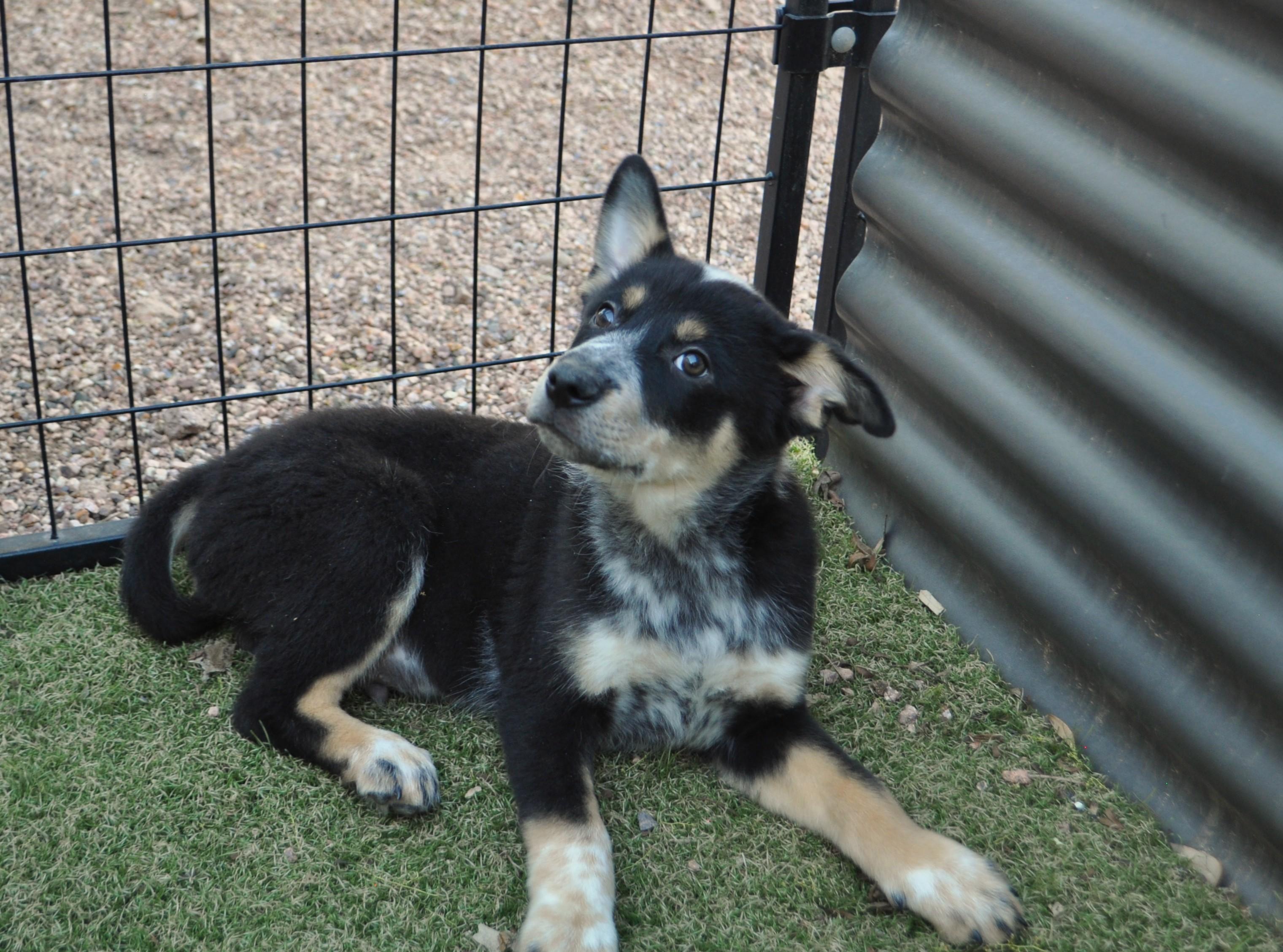 Enlarge Photon, a ADOPTABLE mixed breed in Apache Junction, AZ image 4/4