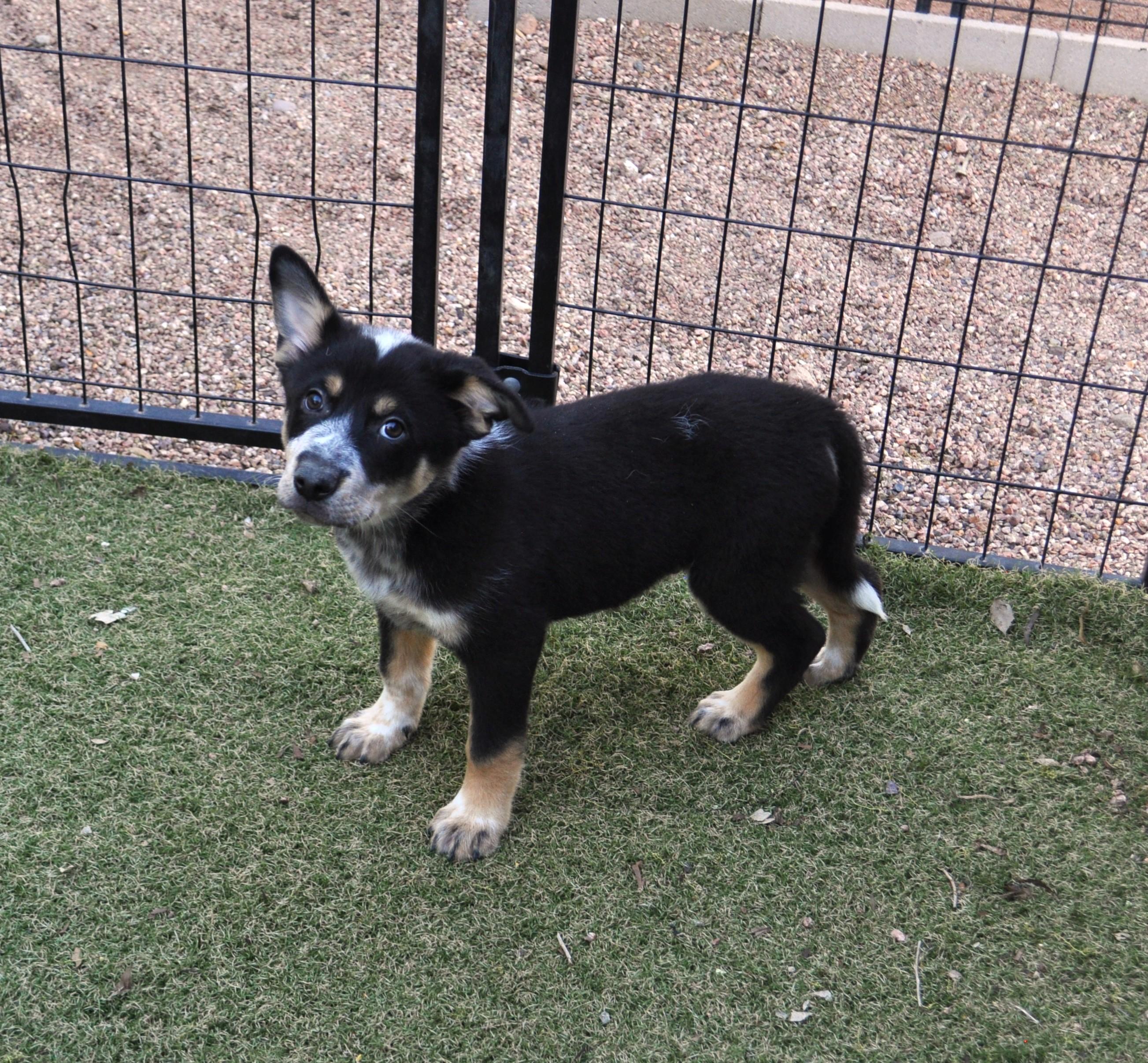 Enlarge Photon, a ADOPTABLE mixed breed in Apache Junction, AZ image 2/4