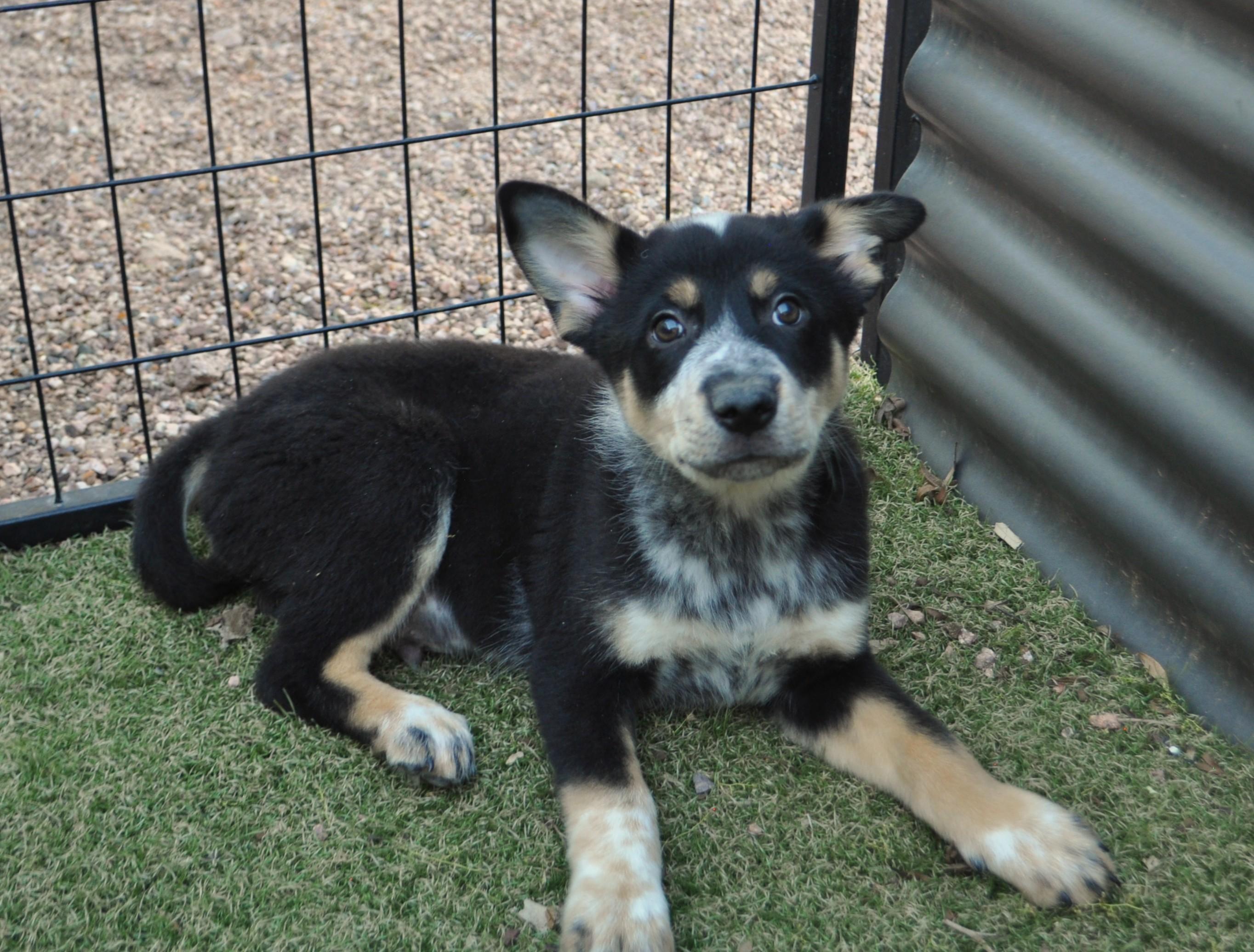 Enlarge Photon, a ADOPTABLE mixed breed in Apache Junction, AZ image 3/4