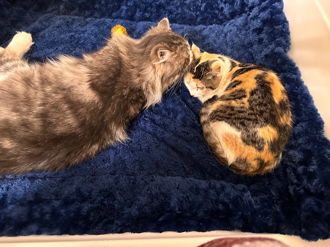 Enlarge Hawkeye, a Adopted mixed breed in Williston, ND image 1/3