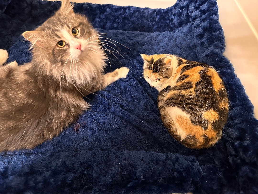 Enlarge Hawkeye, a Adopted mixed breed in Williston, ND image 2/3