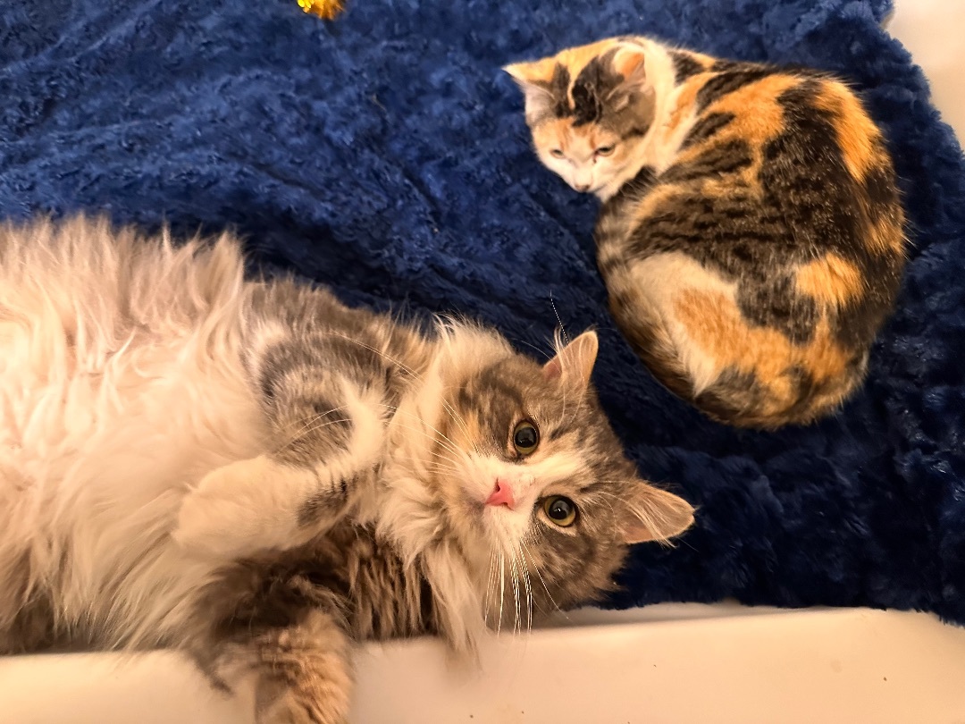 Enlarge Hawkeye, a Adopted mixed breed in Williston, ND image 3/3