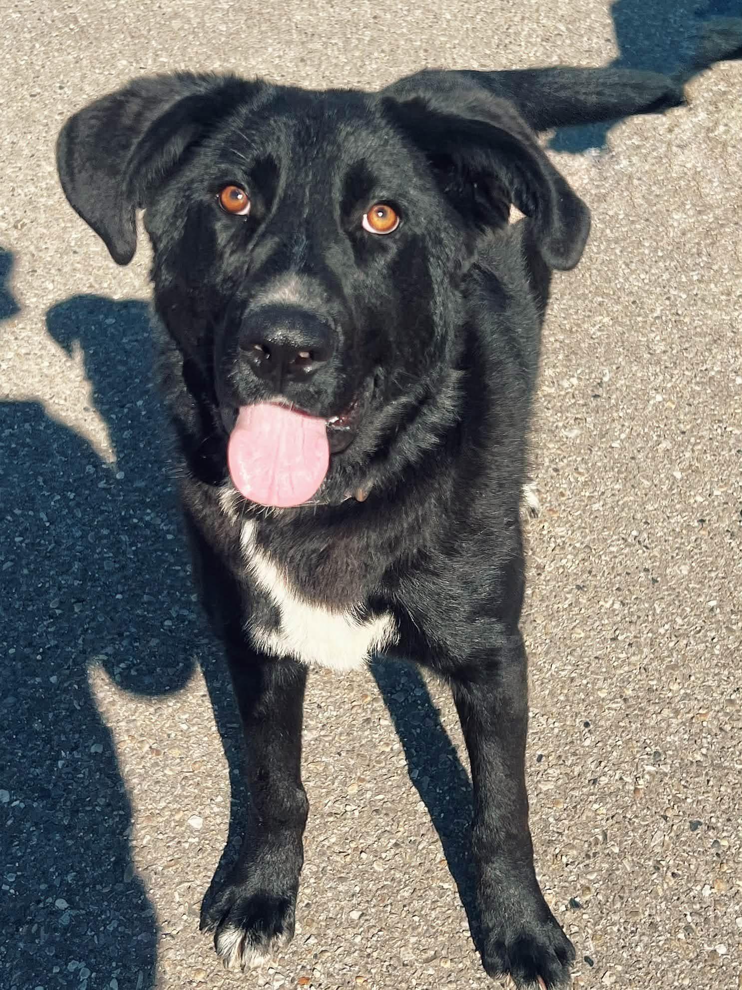Delta, Adoptable, Young Female Labrador Retriever.