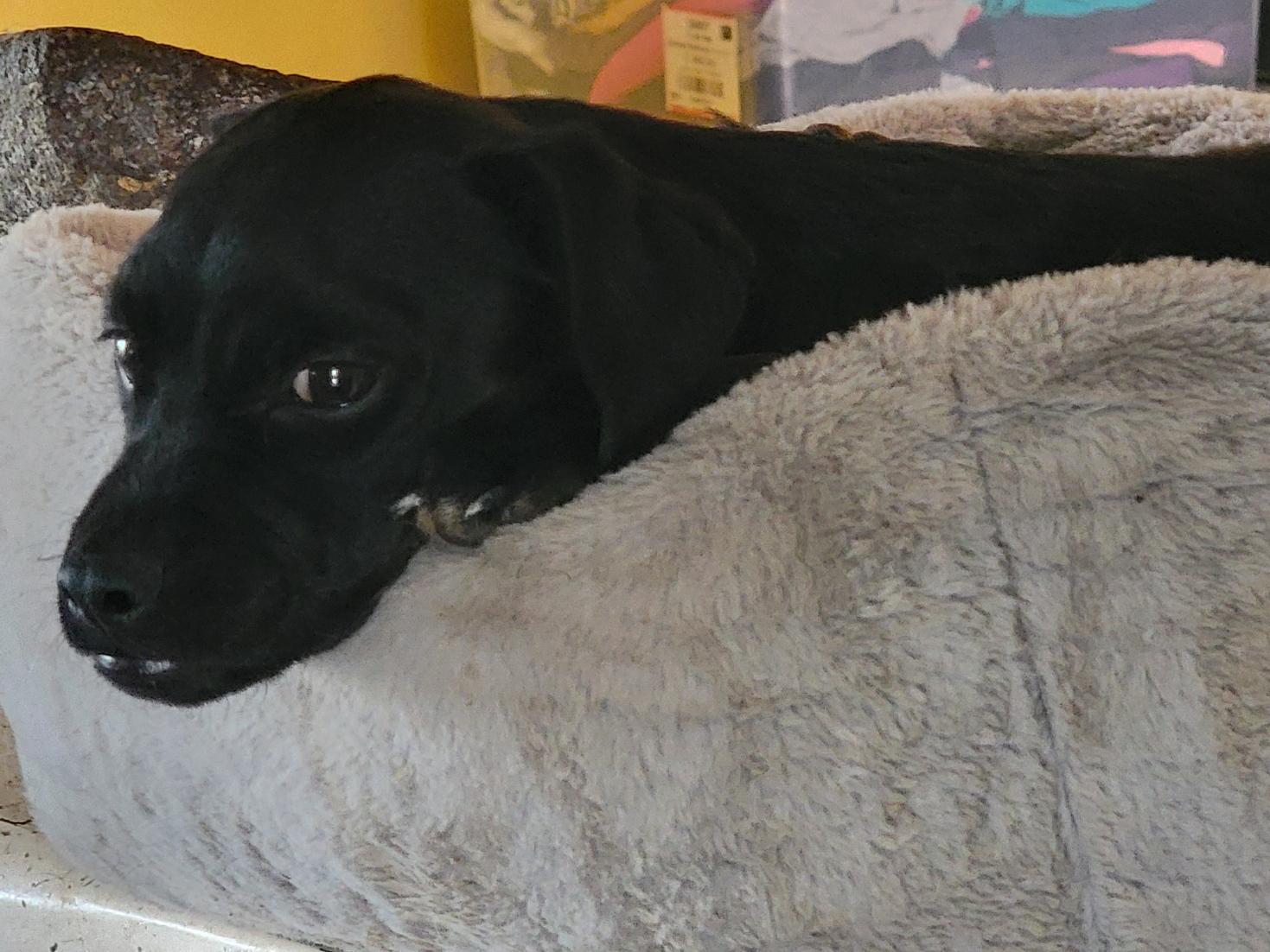 Roberto, a Adoptable mixed breed in Sherman Oaks, CA image 3/3