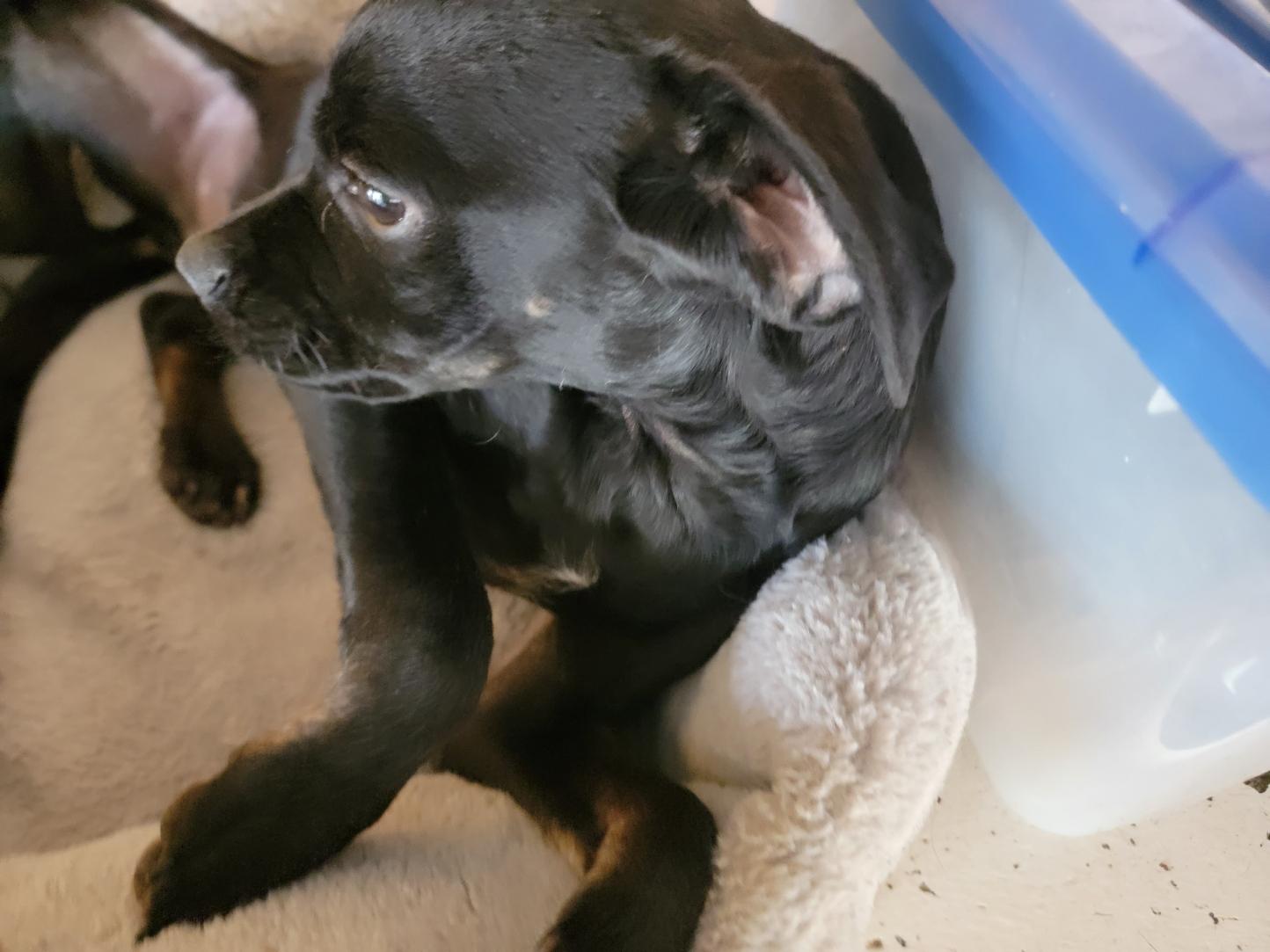 Roberto, a Adoptable mixed breed in Sherman Oaks, CA image 2/3