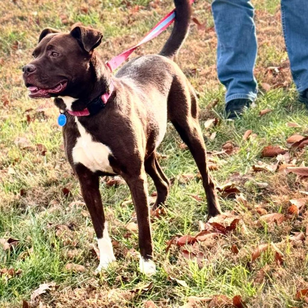 Mirren, Adoptable, Adult Female Mixed Breed.