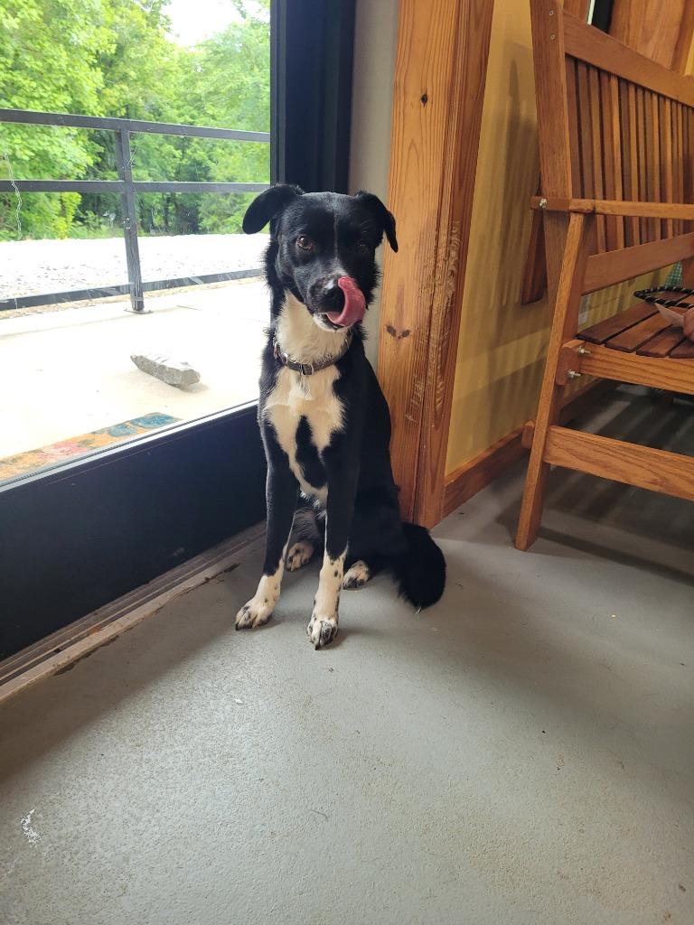 Enlarge Wilson, a Adoptable mixed breed in Lawrenceburg, TN image 1/3
