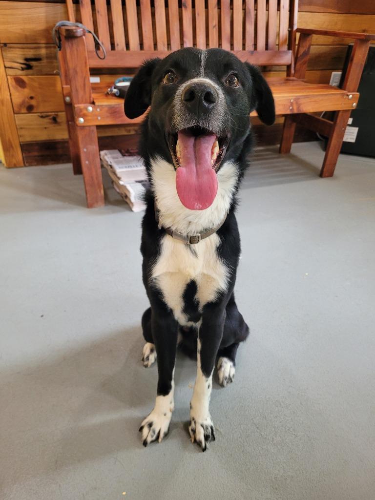 Enlarge Wilson, a Adoptable mixed breed in Lawrenceburg, TN image 2/3