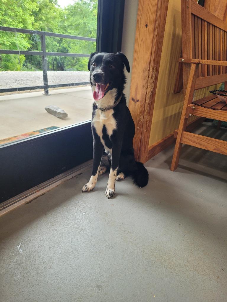 Enlarge Wilson, a Adoptable mixed breed in Lawrenceburg, TN image 3/3