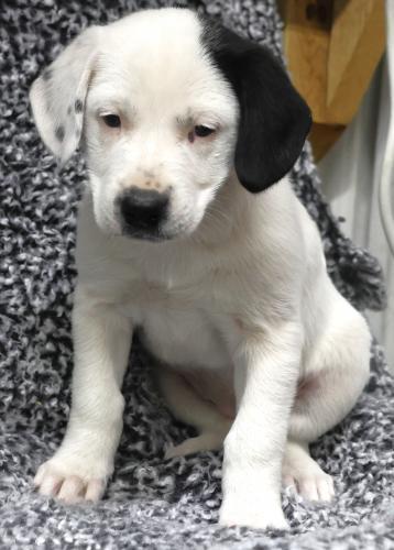 Amelia, Adoptable, Puppy Female Pit Bull Terrier & Labrador Retriever.